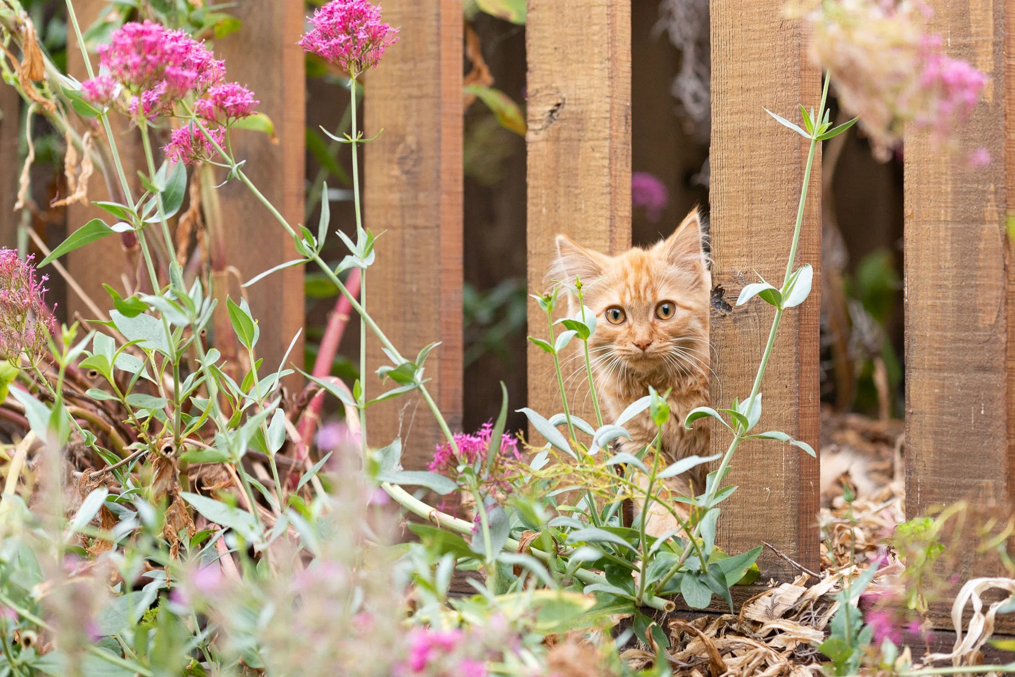 milo-orange-tabby-kitten-peeking-through-wooden-fence-surrounded-by-pink-flowers-garden-pet-animal-photography-brendan-alex-phoenix.jpg