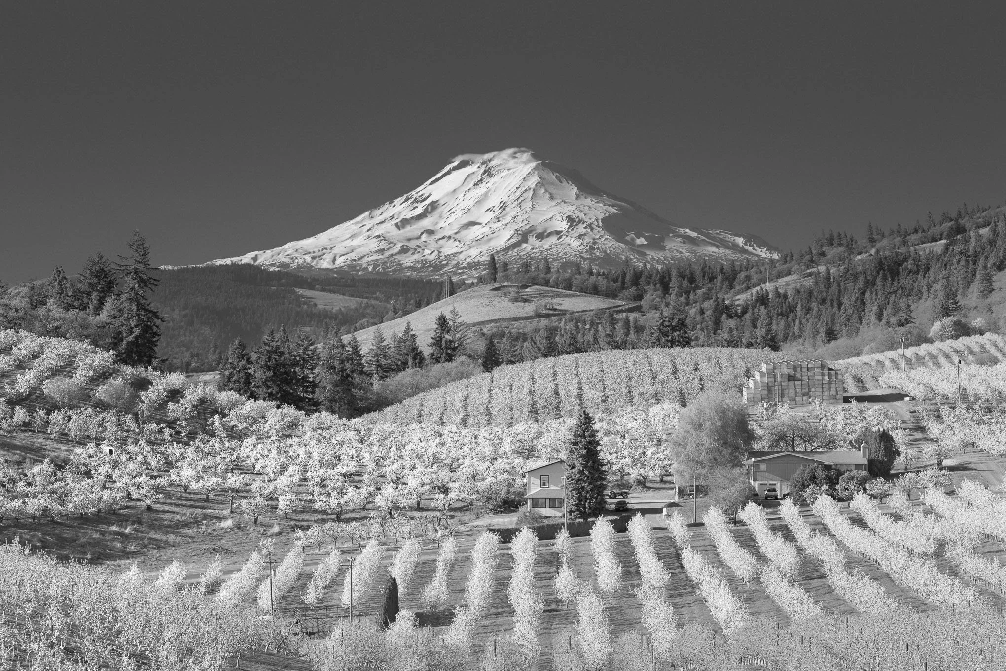 eden-black-and-white-mt-adams-hood-river-valley-spring-blossoms-and-orchards-fine-art-landscape-photography-brendan-alex-phoenix.jpg