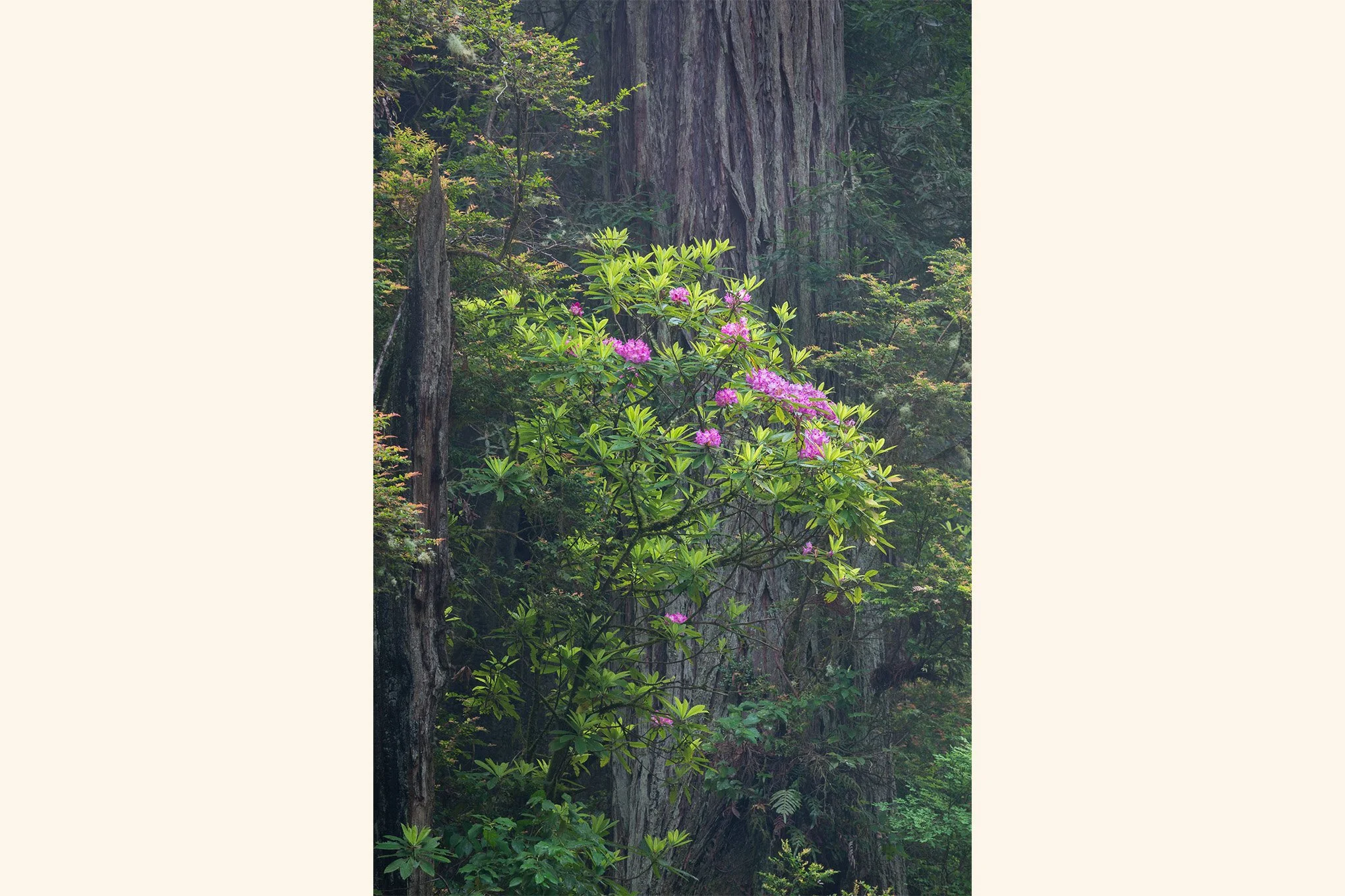 bouquet-1-rhododendrons-redwoods-highway-101-landscape-photography-brendan-alex-phoenix.jpg