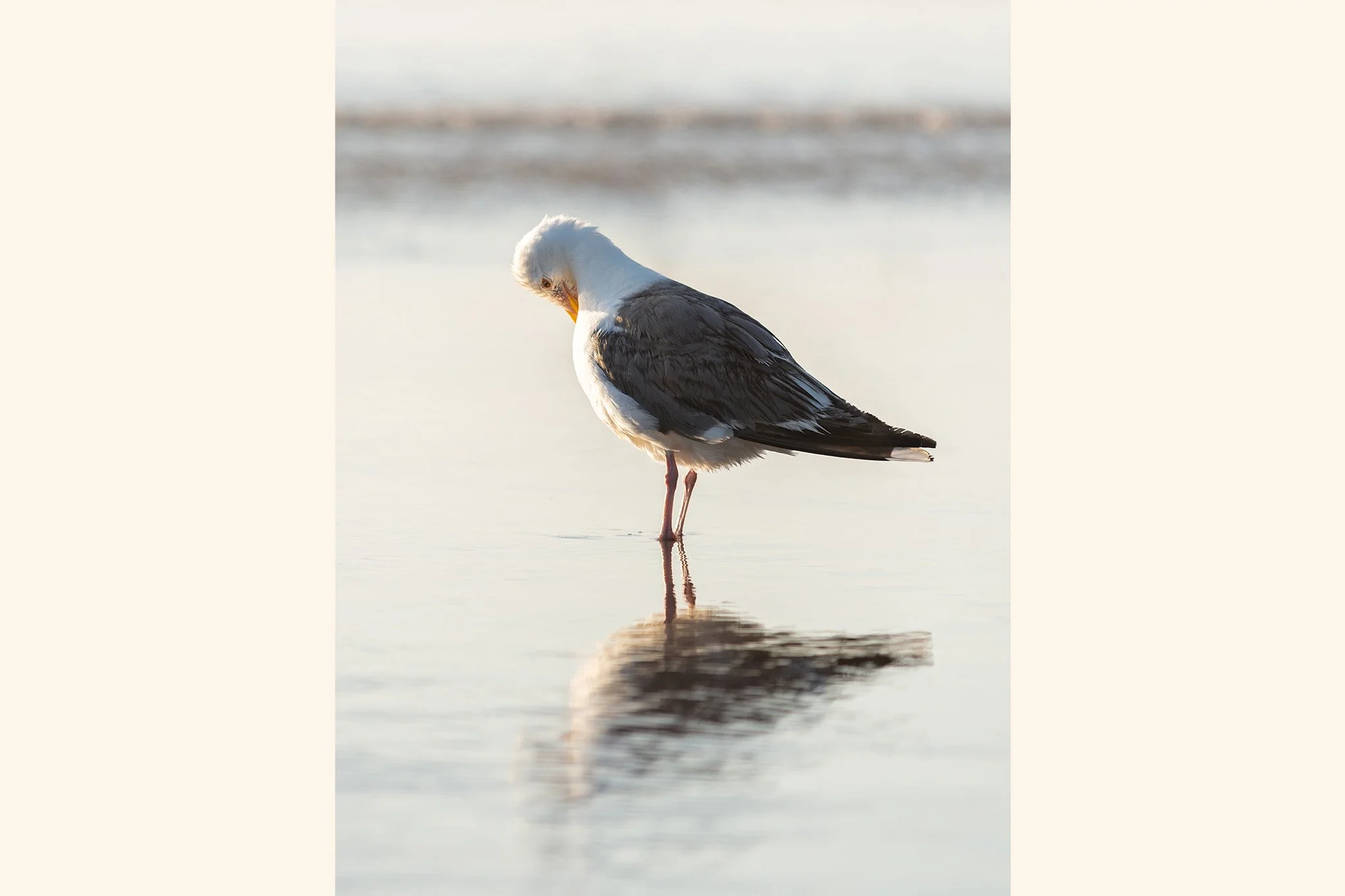 looking-glass-seagull-reflection-low-tide-pacific-city-oregon-coast-bird-photography-brendan-alex-phoenix.jpg