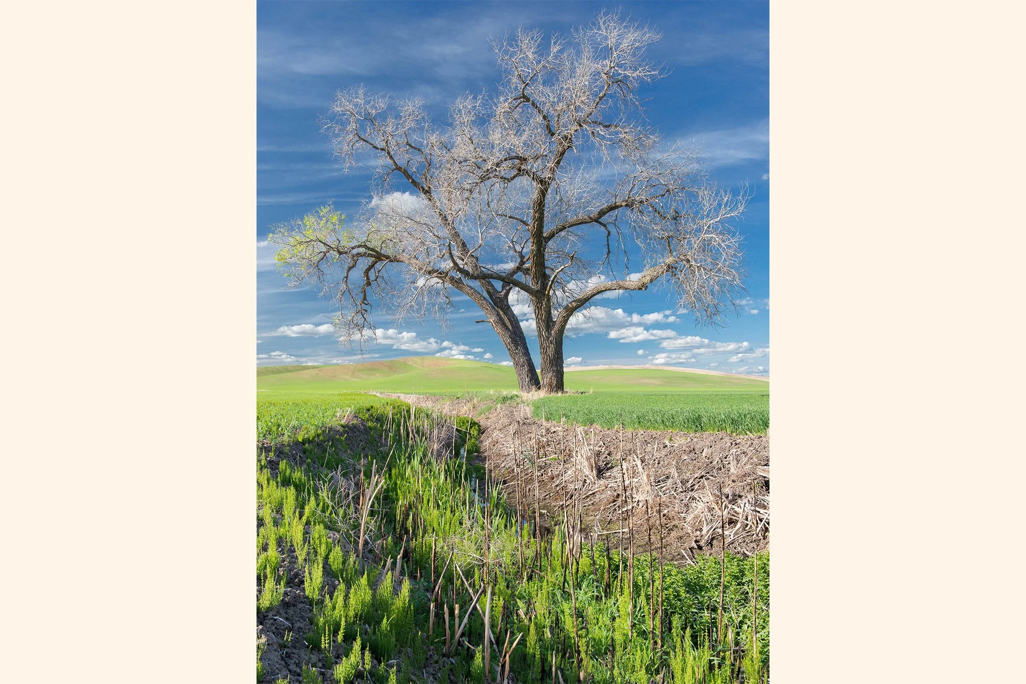 last-limb-cottonwood-tree-palouse-washington-landscape-photography-by-brendan-alex-phoenix.jpg
