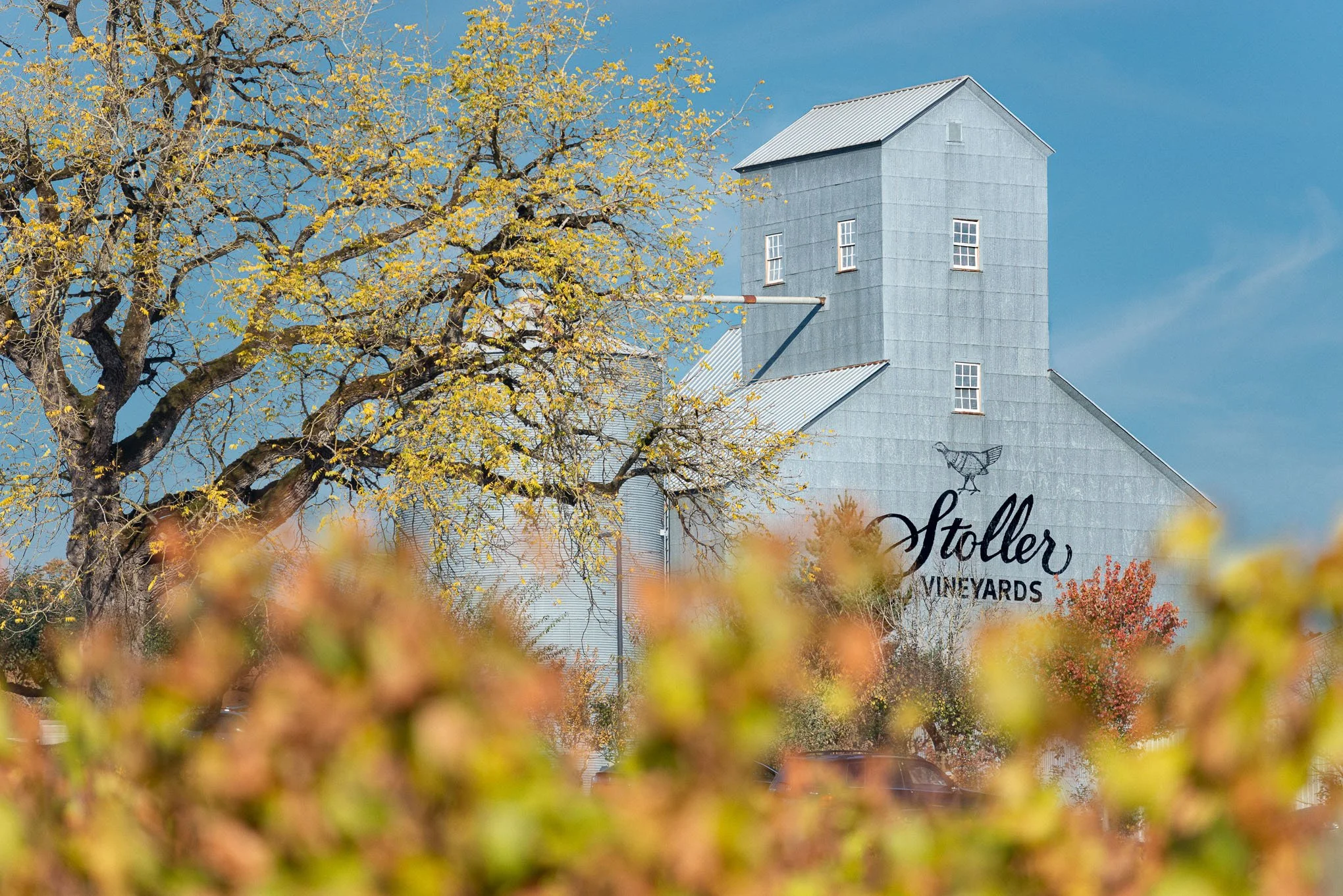 stollar-vineyards-in-autumn-oregon-landscape-photography-by-brendan-alex-phoenix.jpg