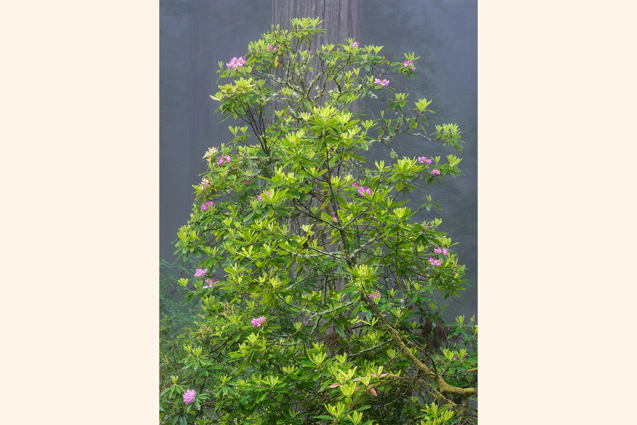 spray-redwood-forest-rhododendron-blooms-misty-morning-northern-california-landscape-photography-brendan-alex-phoenix.jpg