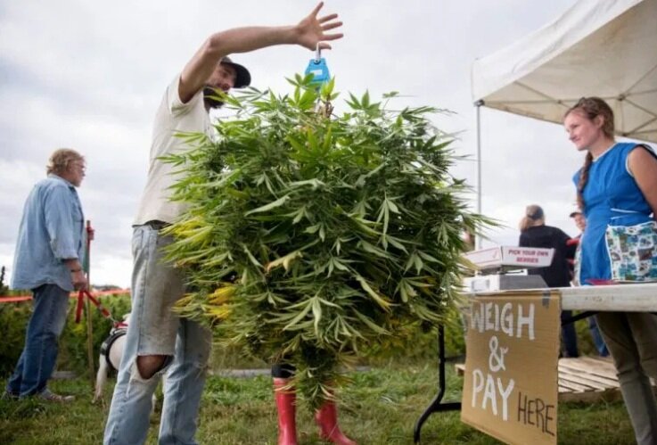 Portland Press 2019 Maine’s first pick-your-own hemp