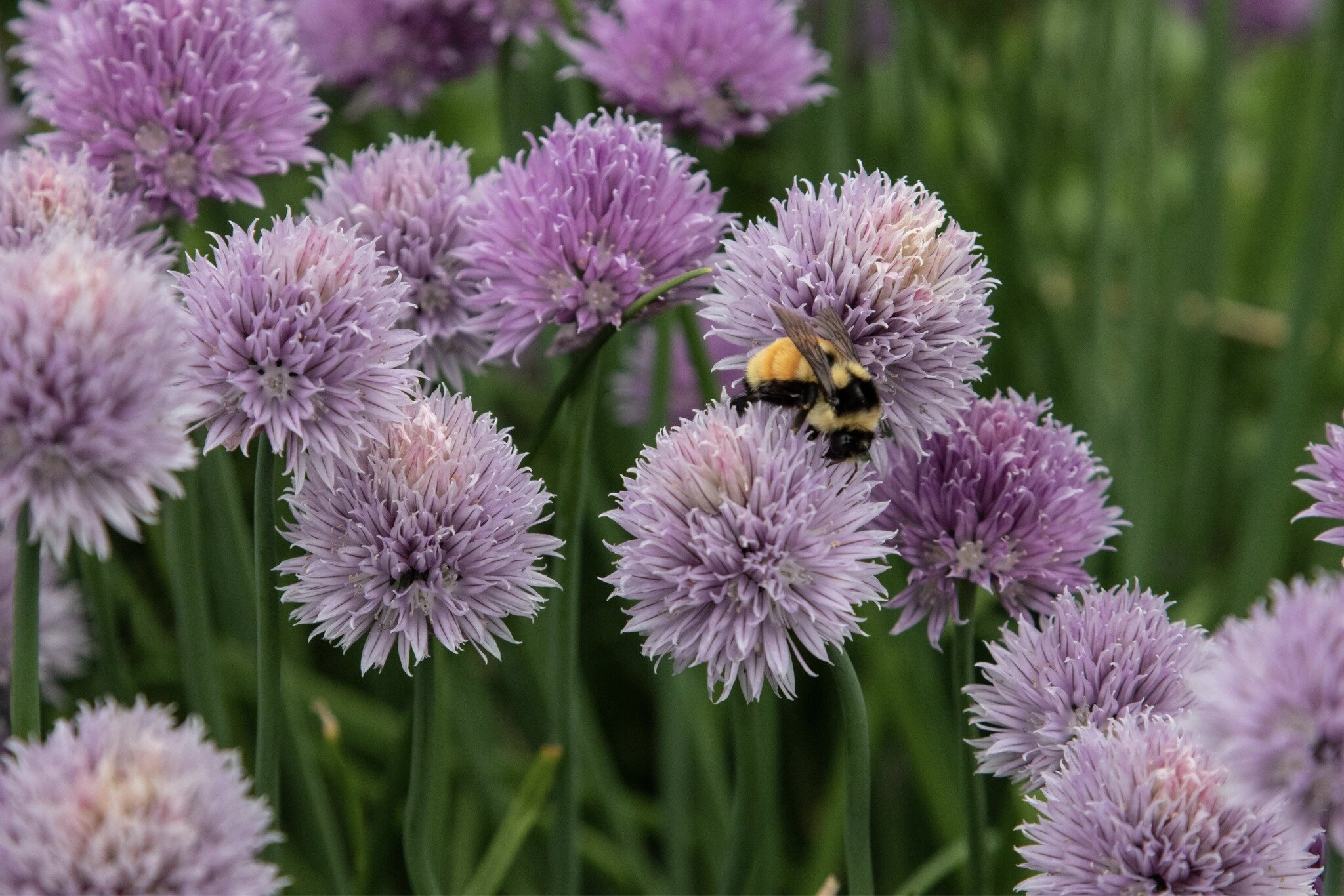 A wet, cool, spring week is a great time to plan a perennial garden! 

Our annual collaboration with Rebel Hill Farm to bring native perennials to your gardens is open, and we are accepting orders until April 26. Plants are available by pre-order onl