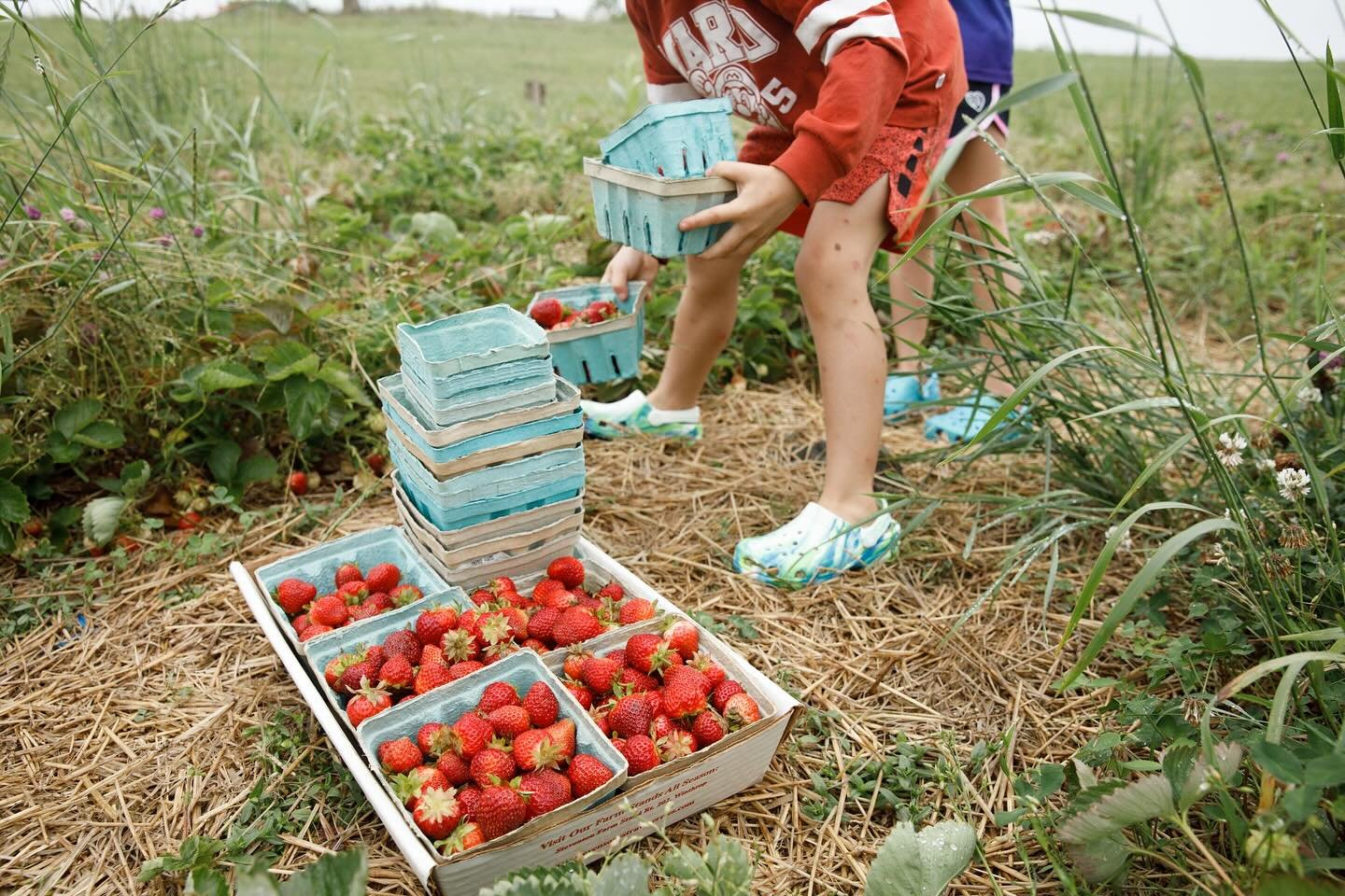 Strawberry field CLOSED for ripening this Friday and Saturday. Open again for u-pick Sunday, June 6th 8am-12pm.