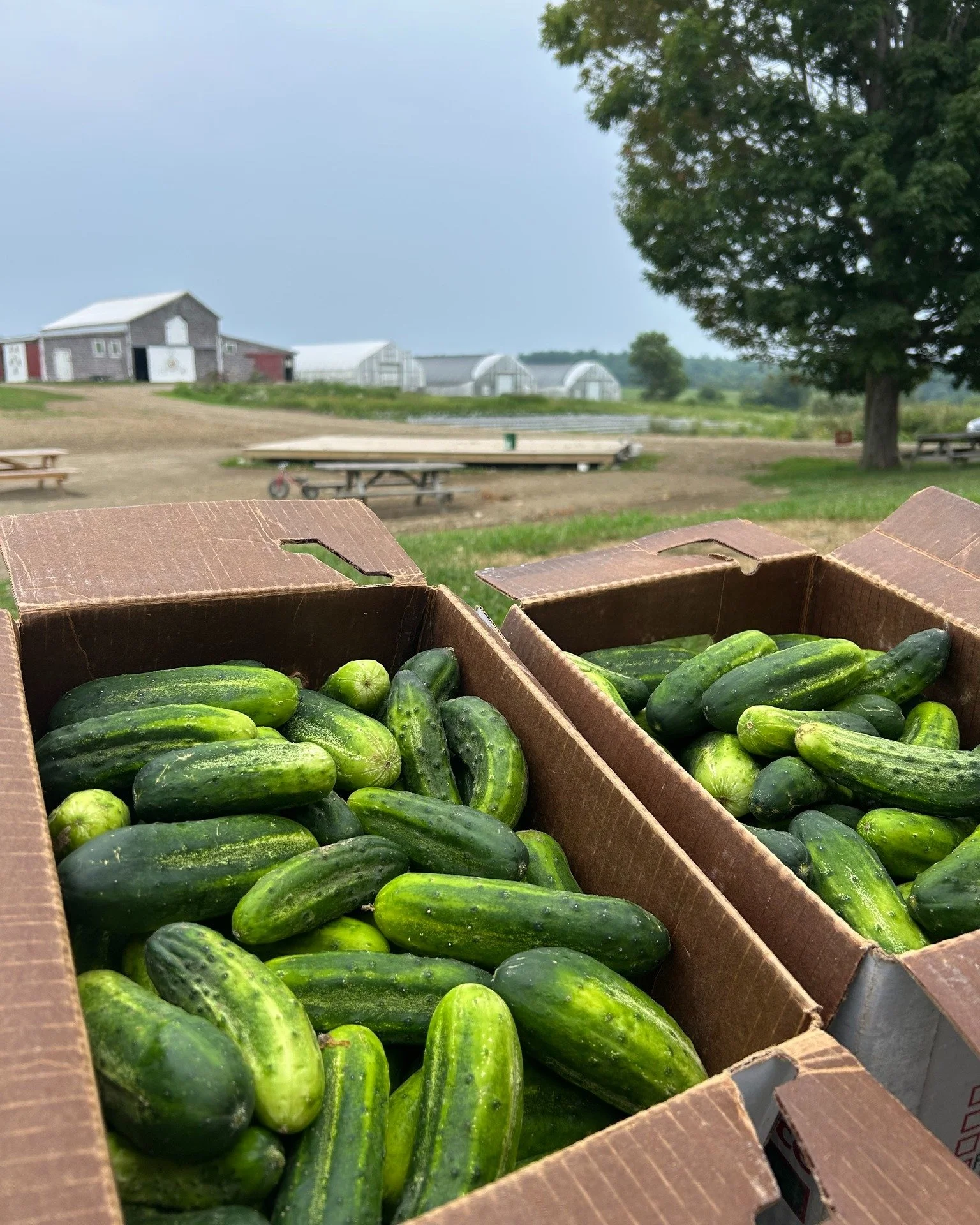 Have you made pickles yet? 

We're having a deal on pickling cucumbers, so now's the time! 

Bulk Organic Pickling Cucumbers
20lbs for $35

Available in store while supplies last!