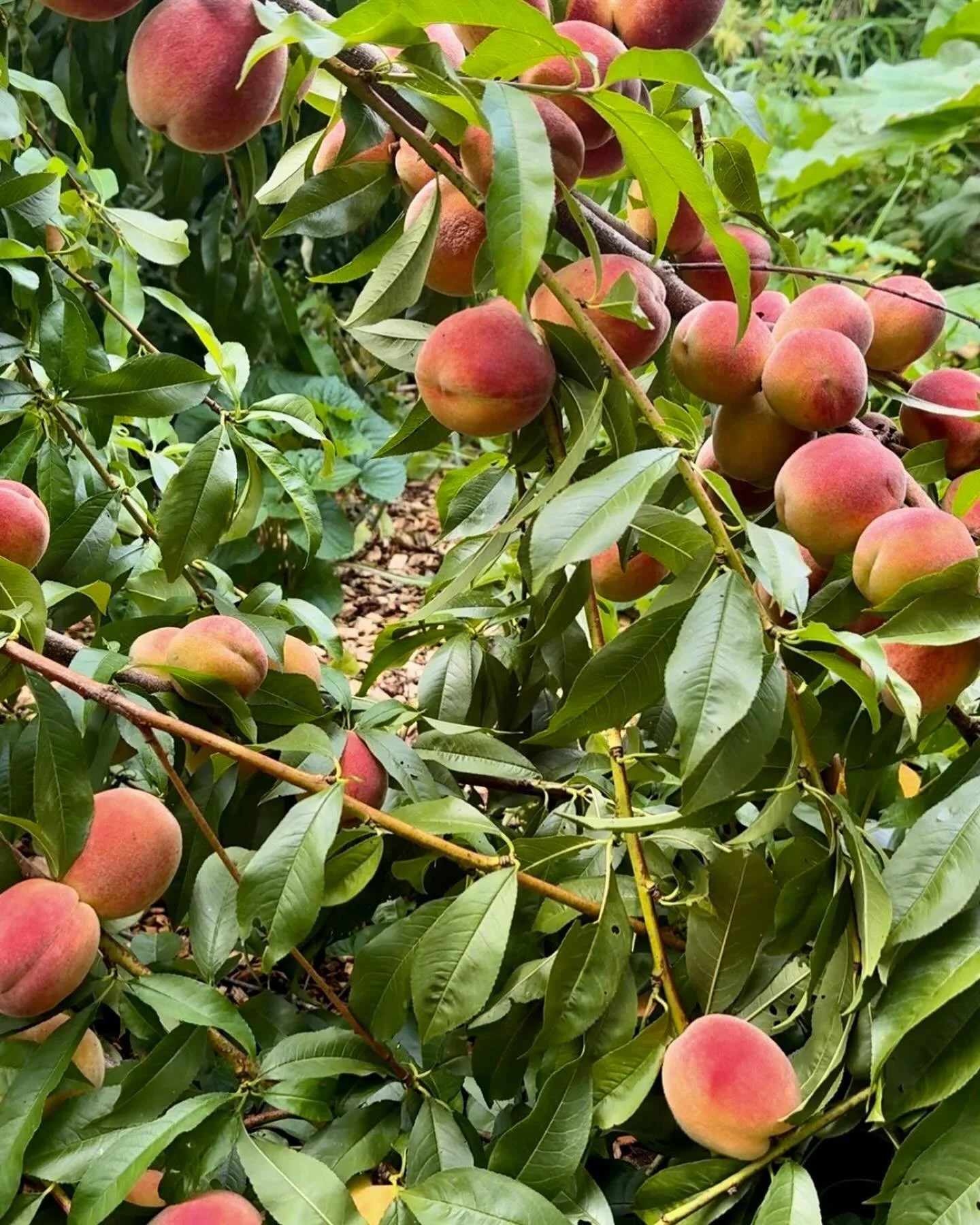 Ready for peaches?! We just picked up 10# flats of beautiful, local, no-spray peaches from Locust Grove in Albion. Peaches are first come first serve, while supplies last. We aspire to pick up Locust Grove peaches regularly until the season is comple