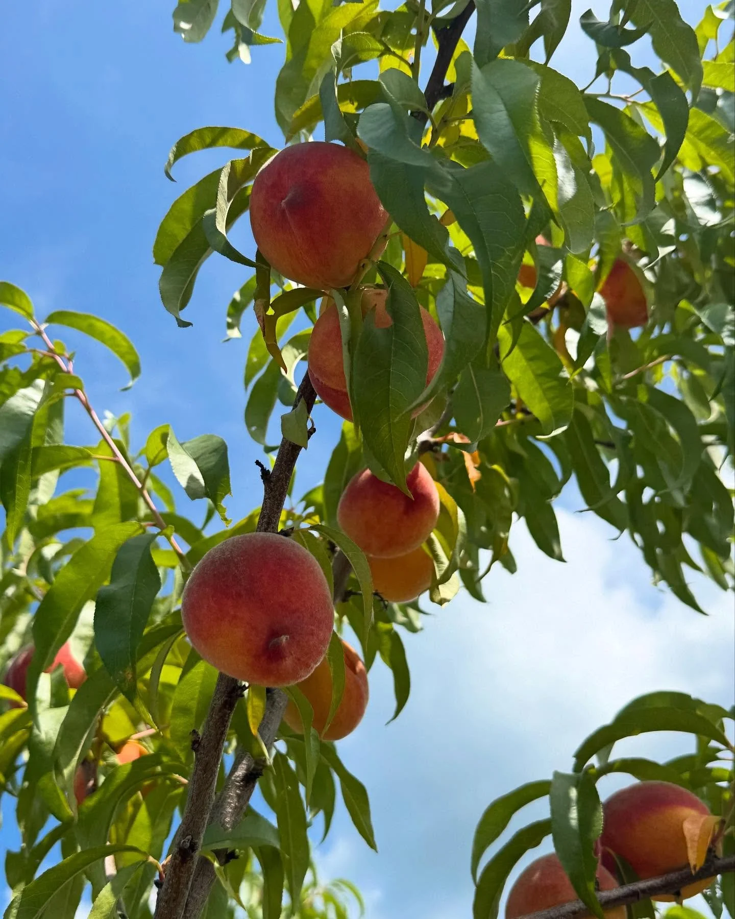Why so much excitement for peaches? 

Locust Grove peaches are never sprayed and are hand-picked when tree-ripe. This is our third year working with Gordon to bring local, Maine peaches to you all. We do it again and again because these peaches are c