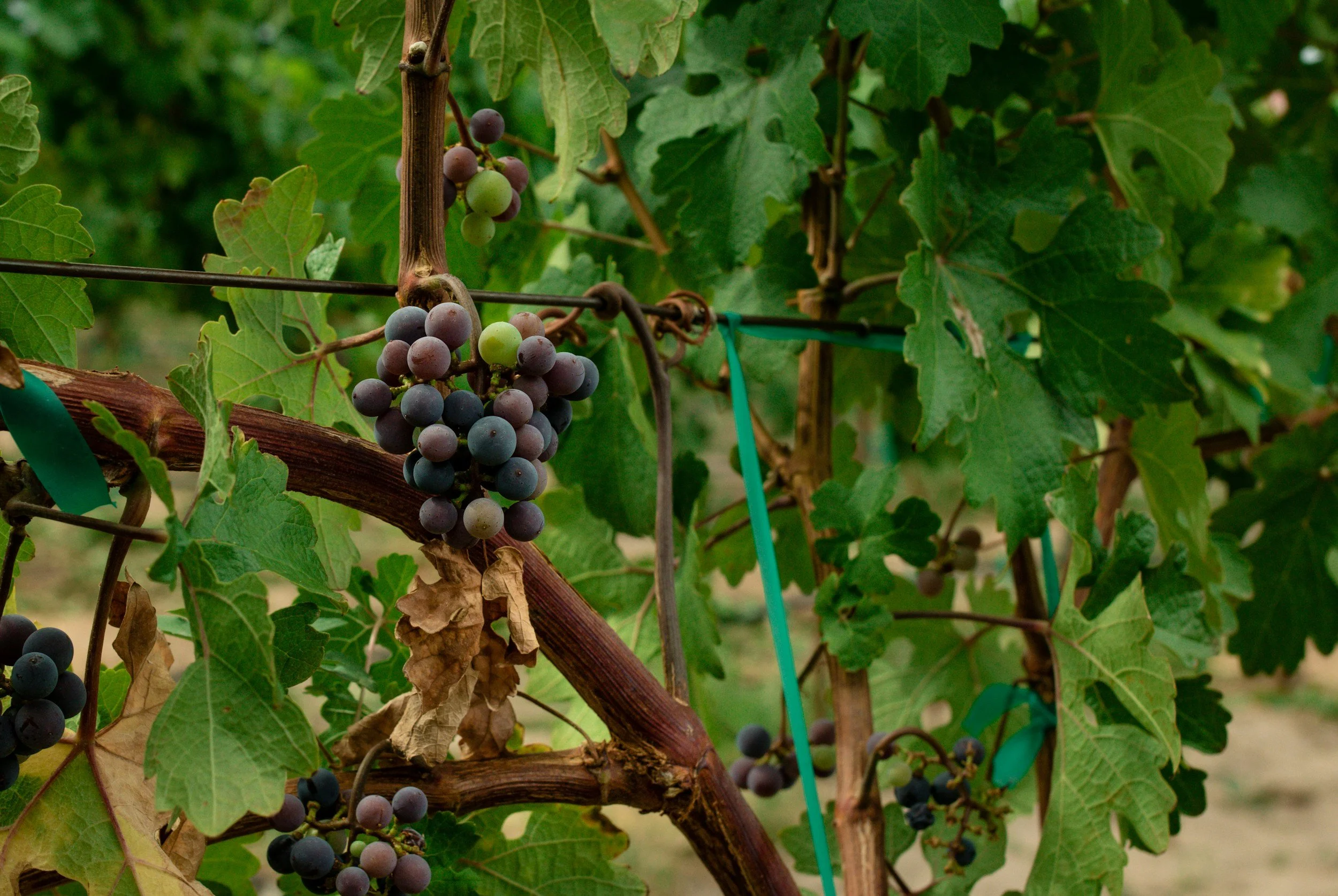 Wine Tasting