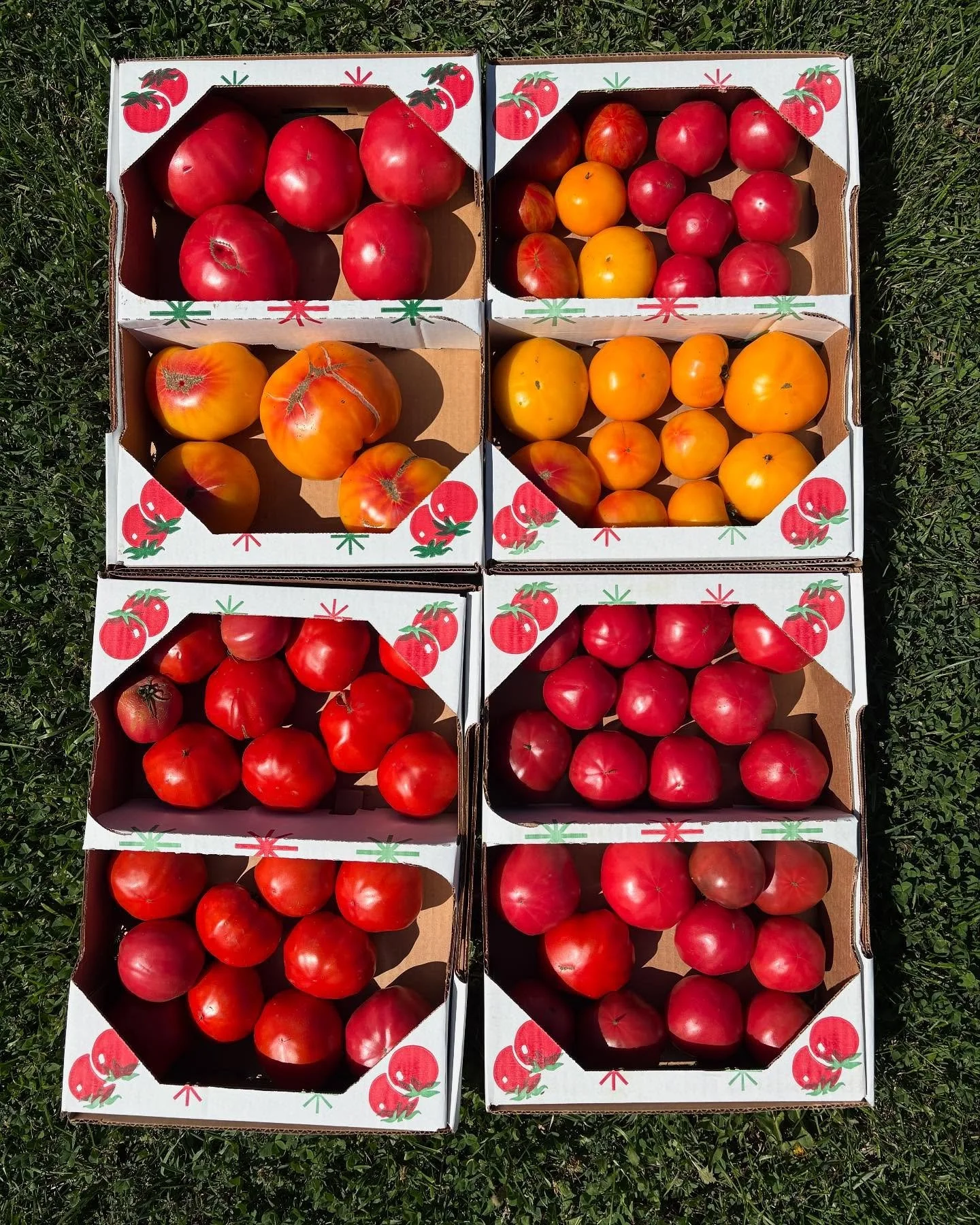 TOMATO SALE

Our own farm-grown, organic, heirloom-esque tomatoes are on sale - $25 for a 10# flat. 

Now is the time to can or freeze to enjoy that fresh summer flavor all winter long.