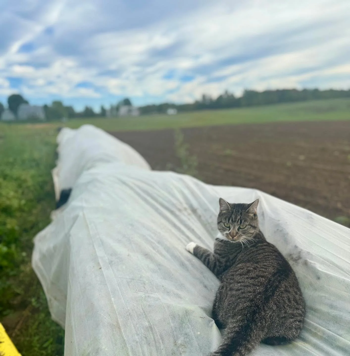 Robbie is guarding the early autumn greens- Ben spread the row cover to protect the delicate leaves from the chance of frost last weekend. So cozy! 

TONIGHT&rsquo;S PIZZA SPECIAL: Beer Cheese sauce with Sausage and Onions. 🍺🧀🪤
Featuring Baxter Lo