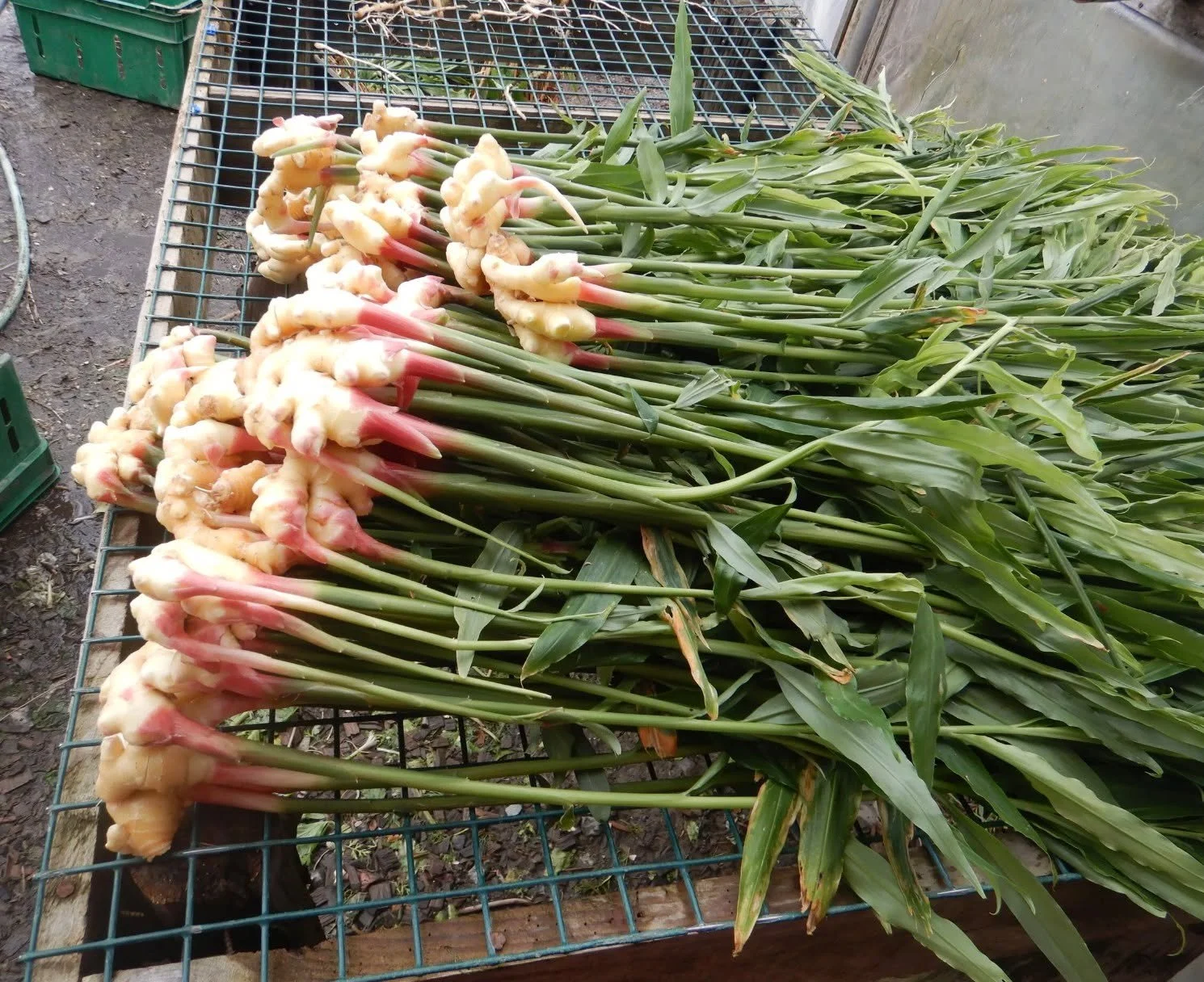 Stonecipher Farm has gorgeous fresh organic ginger and turmeric to move, and we must move it quickly! 

Orders are due by Saturday, November 15th . Pick-up will be Wednesday, November 19 and Thursday, November 20 at Sheepscot General.  Click the link