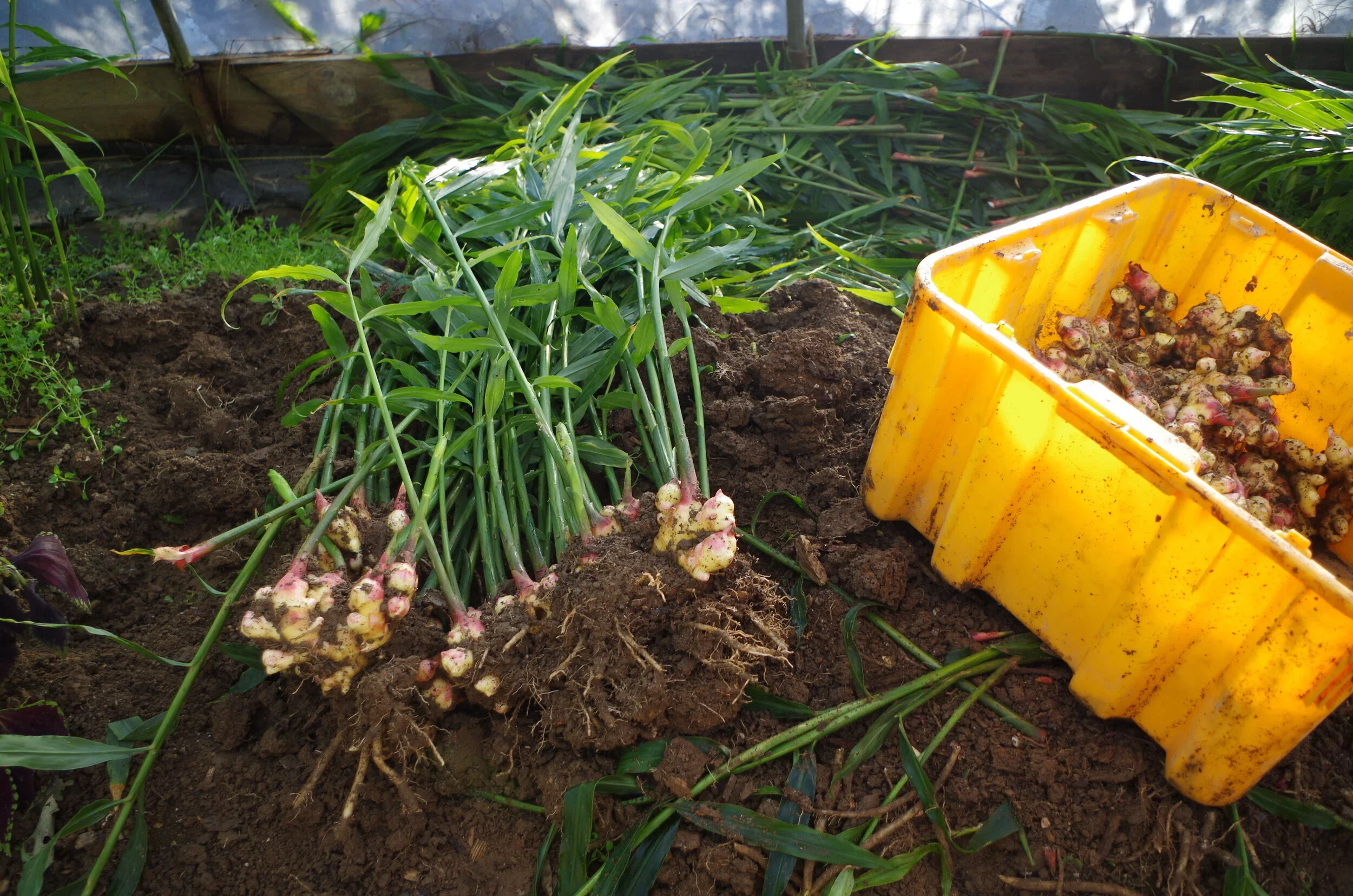 Ginger and Turmeric Order Pick-Up