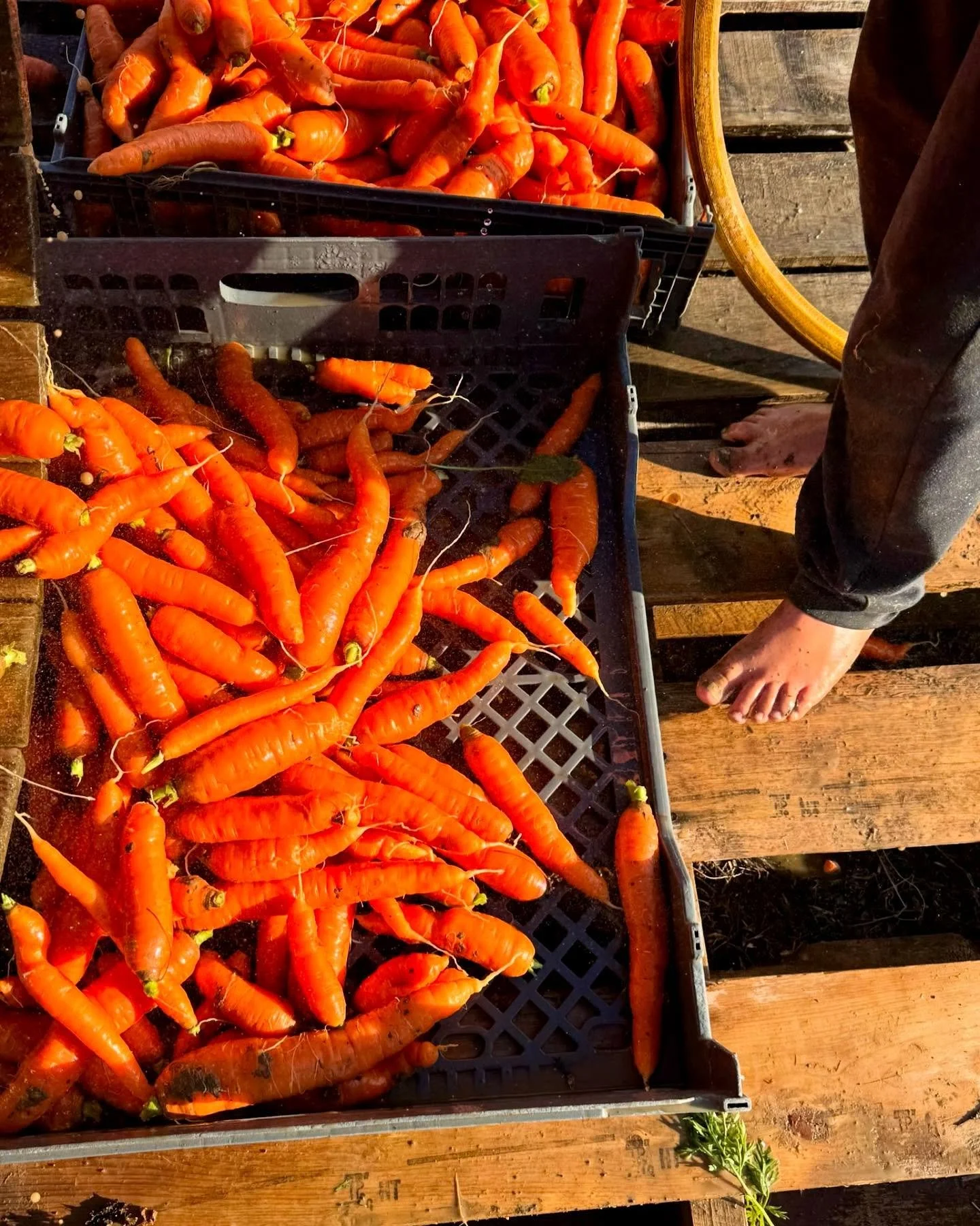 We love a beautiful autumn carrot harvest!

Friday night pizza special: Thai Chicken Pizza 
~ peanut sauce base
~ roasted chicken
~ fresh shredded carrots
~ house pickled onion
~ fresh cilantro

Join us this Sunday evening, Nov 16, from 5:30-7:30pm f