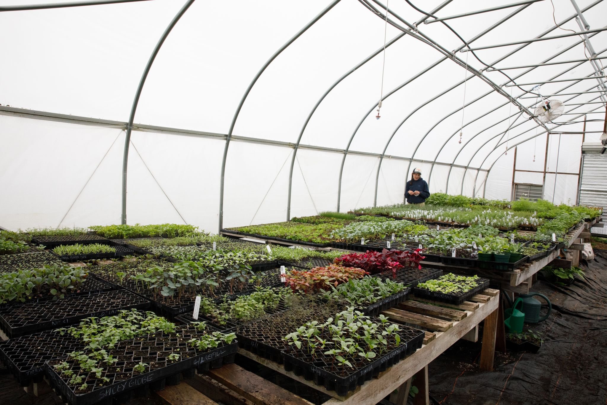 We are ready! Are you? 

These are the seeds you will find for sale at Sheepscot General:

Bhoomi Devi Seeds: MOFGA certified organic no-till seeds from Lincolnville, Maine. They grow, adapt, and select seeds with a specialization in resilient cultiv