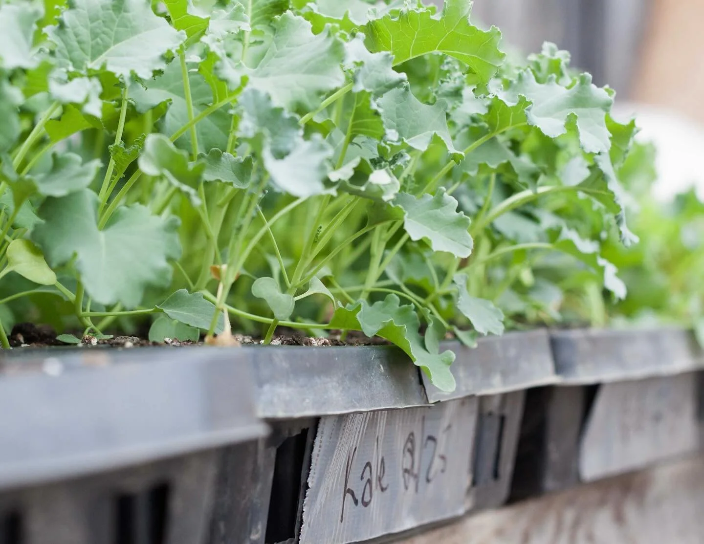 Baby kale growing strong! 

🍕 Friday Pizza Special:
Spicy Sausage 🐖
Feta 🧀
Kale 🌱
Hot Honey 🍯

🎶 Friday Music, 4:30-6:30pm:
Aaron Englander is the lead singer and songwriter for the Midcoast band called Rockville.  For over 25 years Aaron has b