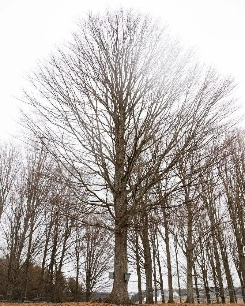 Maine Maple Weekend is this weekend and farms around the state will be demonstrating sap boils and offering special treats! 

Our sap boiling days are on pause for now (sitting in the sugar shack for 18 hours a day when you have young kids is tough),
