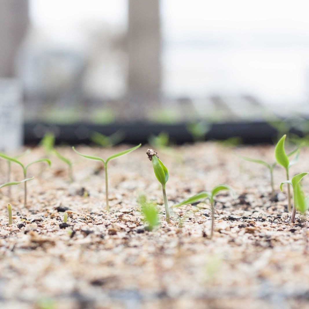 Is this winter feeling extra long to you as well? Best way to beat the winter blues is to garden plan! We have three different organic seeds available for sale - read on for details. And if starting from seed isn't your thing, we'll have organic seed