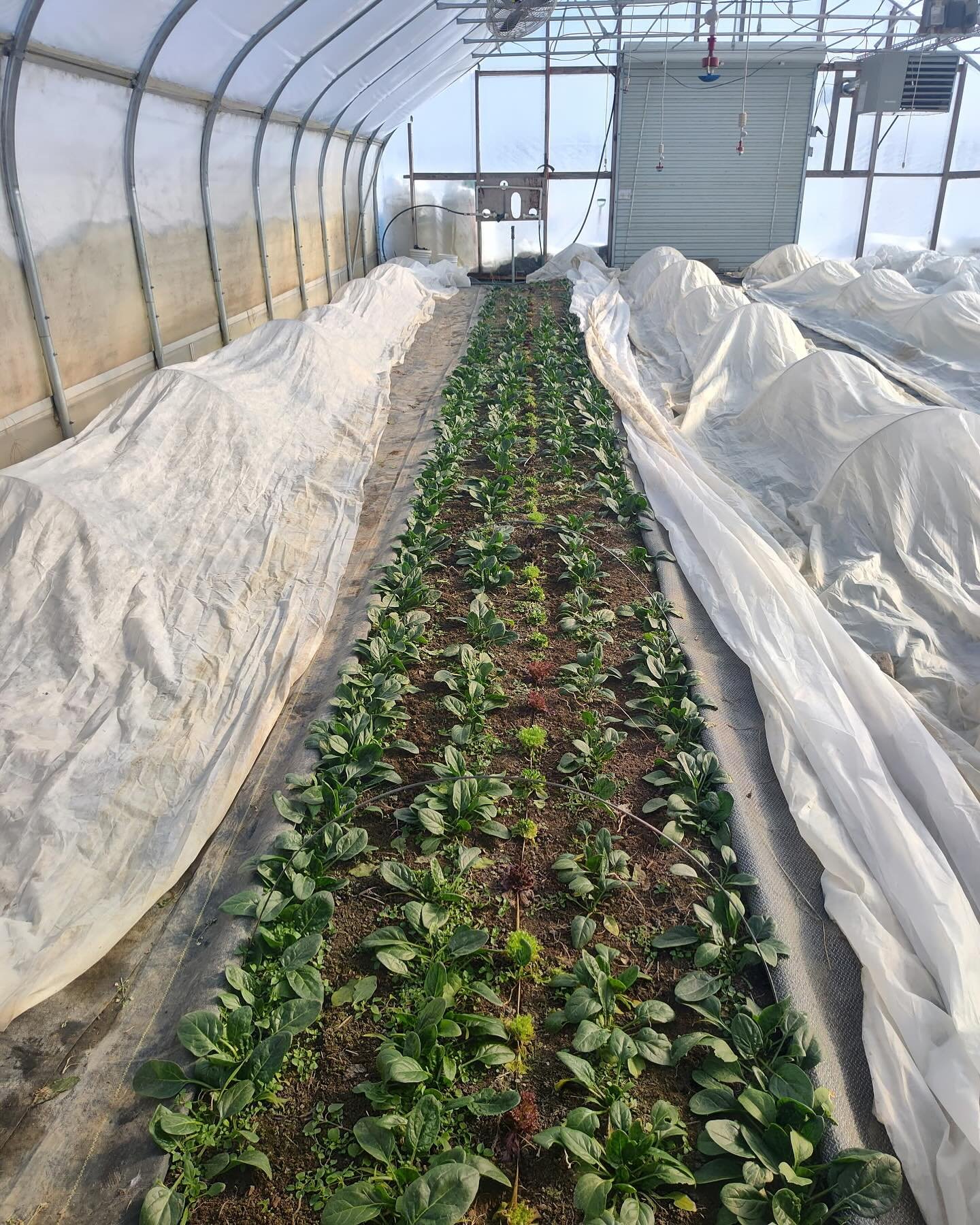 Coming soon to a pizza for you&hellip; we&rsquo;re just loving all the fresh greens (including this gorgeous spinach!) coming from the greenhouses. 

A portion of pizza sales (take-out or dine-in) on Friday evening will be donated to the Lincoln Acad