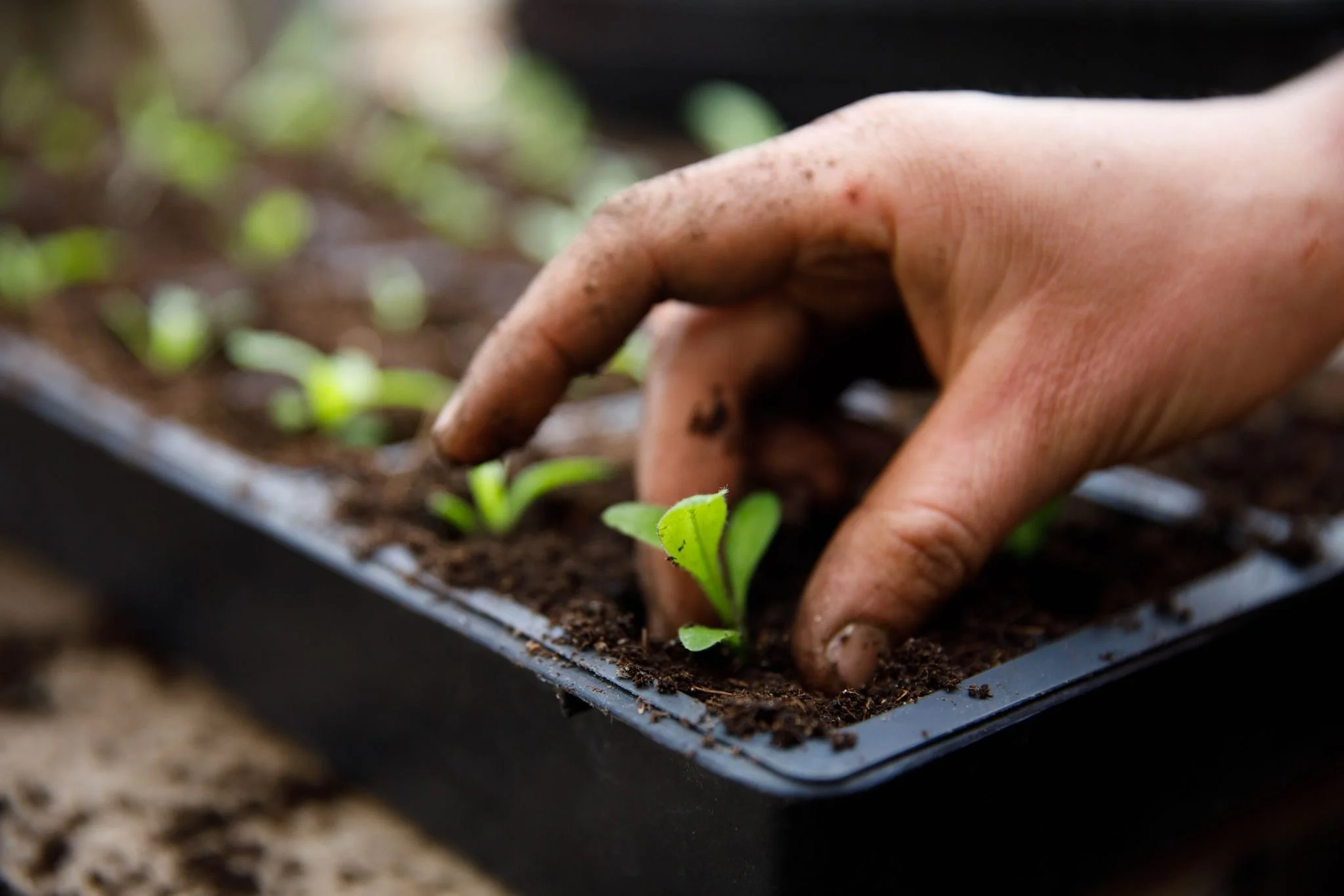 Things are ramping up here on the farm! Seeds are sprouting, seedlings are being potted up, greens are seeded in the greenhouses. Feels like spring has finally arrived! 

It's not too late to start your own seeds at home, and we have a variety of org