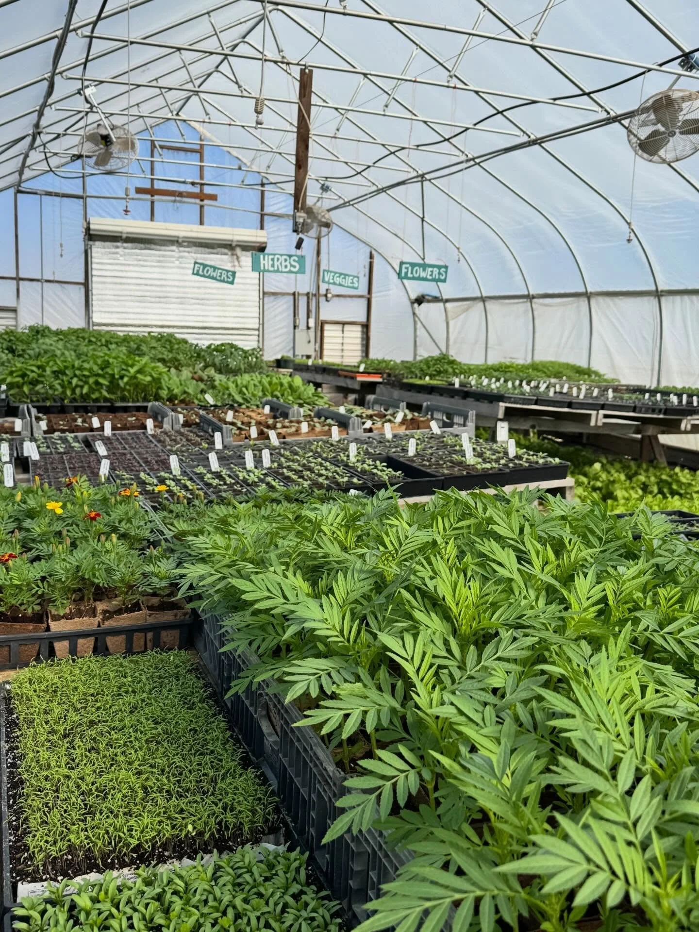 Plant Sale! Open Greenhouse: Saturday and Sunday - May 9th and 10th 9am-2pm

Organic Flowers, herbs, hemp and vegetables 

some but not all: 
alyssum royal
alyssum white
amaranth elephant head
amaranth hopi red dye
Anise Hyssop
ashwaganda
bachelor bu