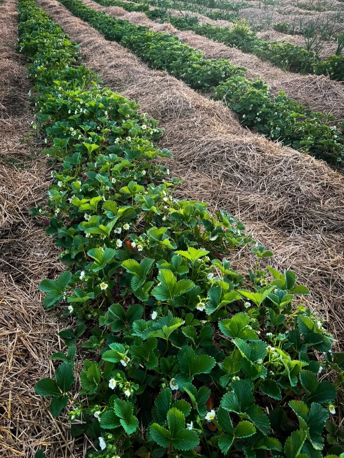 We&rsquo;re about one month away from U-pick strawberries!

Pizza + live music tonight! 

Tonight&rsquo;s music is from Rockville &mdash; a Midcoast Maine roots rock band blending folk, country, blues, and reggae into a sound full of good vibes and c