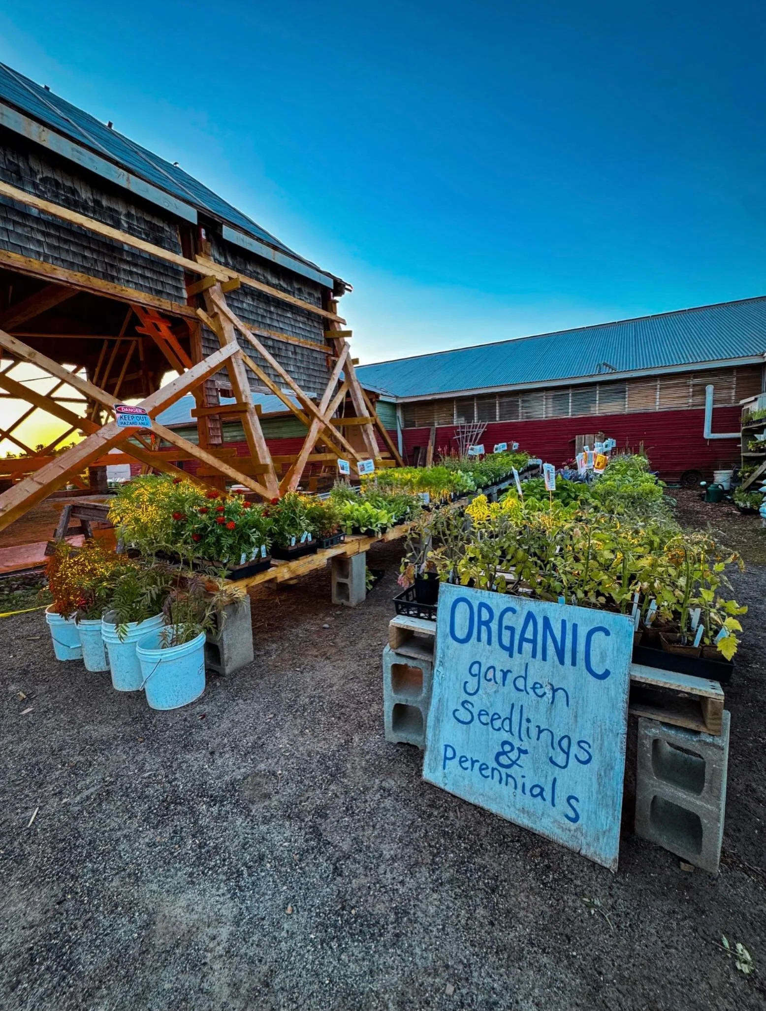 Time to put your garden in! We still have plenty of organic seedlings for sale. Brigid just put out some her specialty plants she selects from Rene&rsquo;s Garden Seeds, including Chinese Broccoli, container basil, heirloom zinnias and much more!
