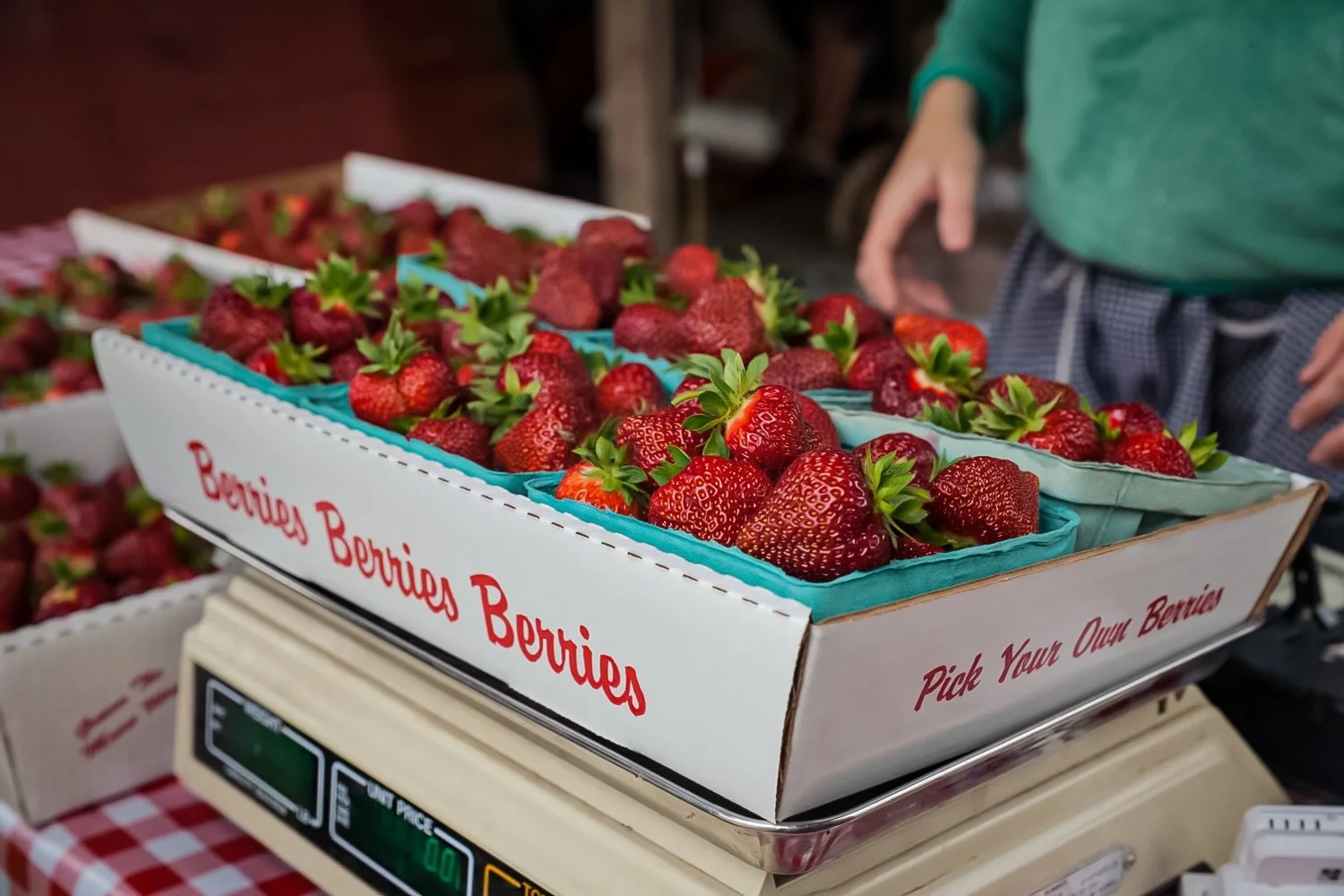 U-Pick is open Sunday, July 5, starting at 7:00 AM!

This photo is a bit of a tease&mdash;we&rsquo;re past the peak of the season, but there are still plenty of berries waiting to be picked! They&rsquo;re sweet, juicy, and absolutely delicious. Come 