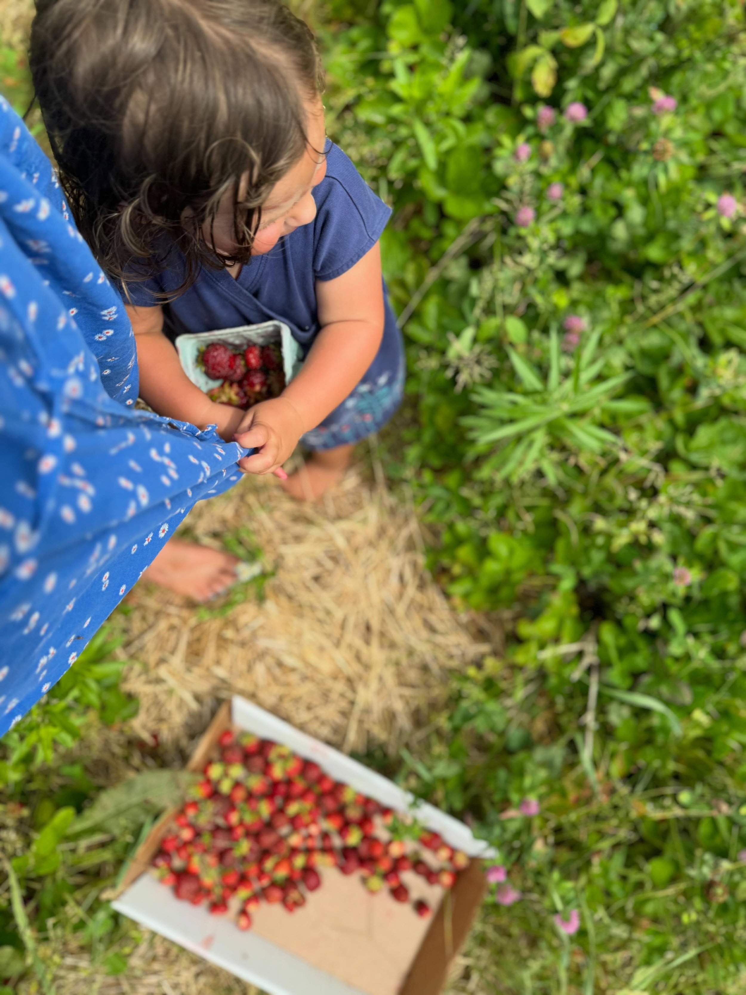 🍓 We&rsquo;ll be open Friday morning starting at 7:00 AM and will stay open until we&rsquo;re picked out!

A heads-up before you make the trip: we&rsquo;re past peak strawberry production, and the fields are now producing smaller berries with lighte