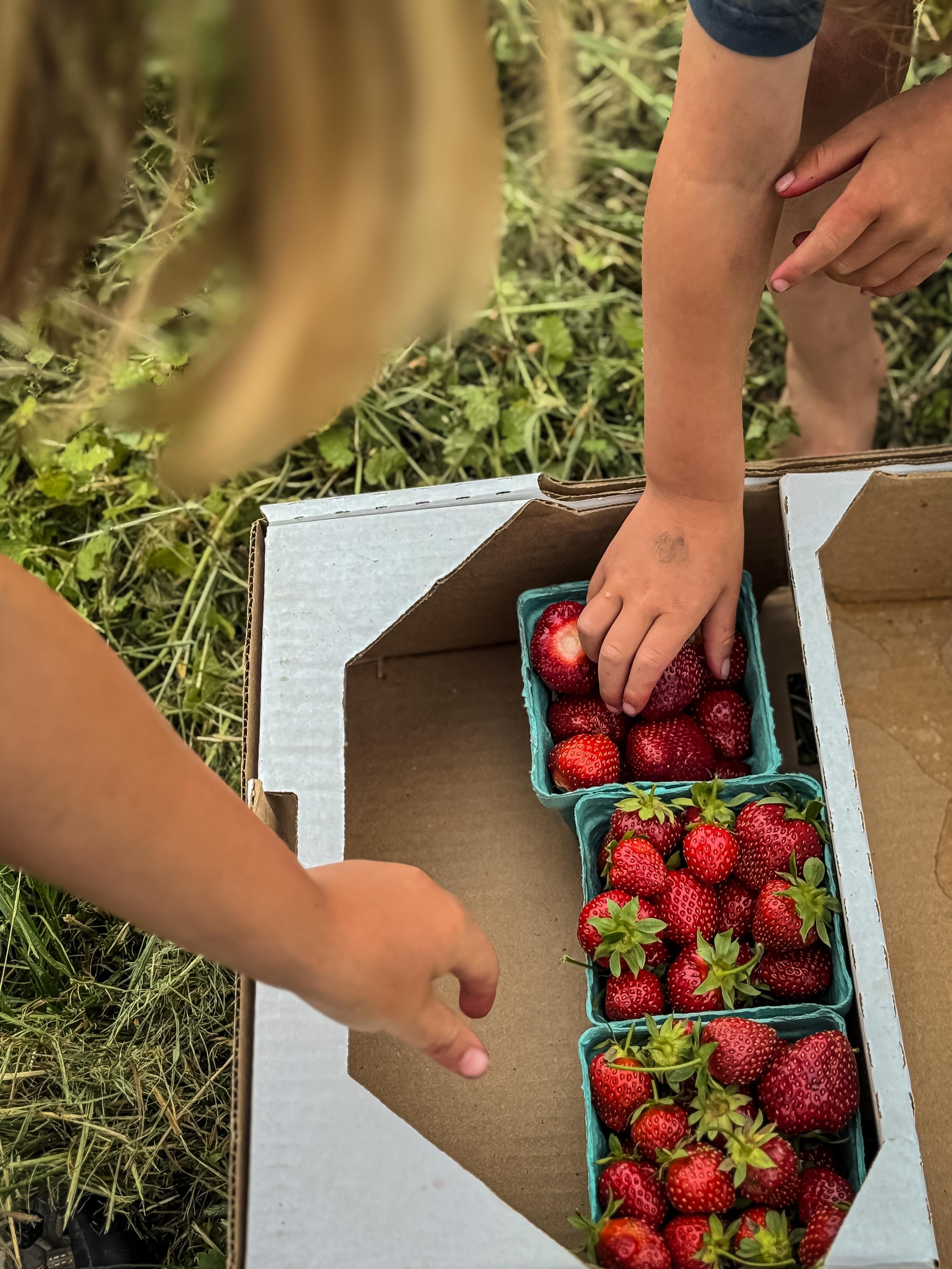 UPDATE: fields are now closed for the day

Upick Organic Strawberries will be open again Wednesday, July 1st at 7am.