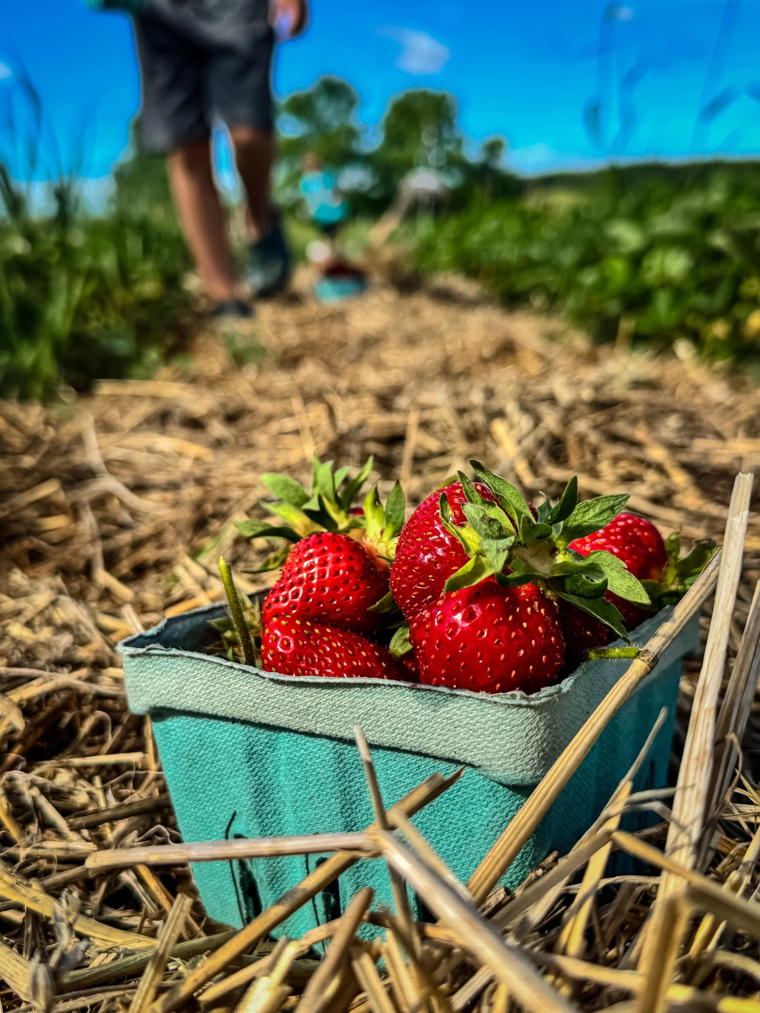 The field needed another day to ripen. We will be open at 8am on Sunday for upick organic strawberries. Just remember the store doesn&rsquo;t open until 9am!