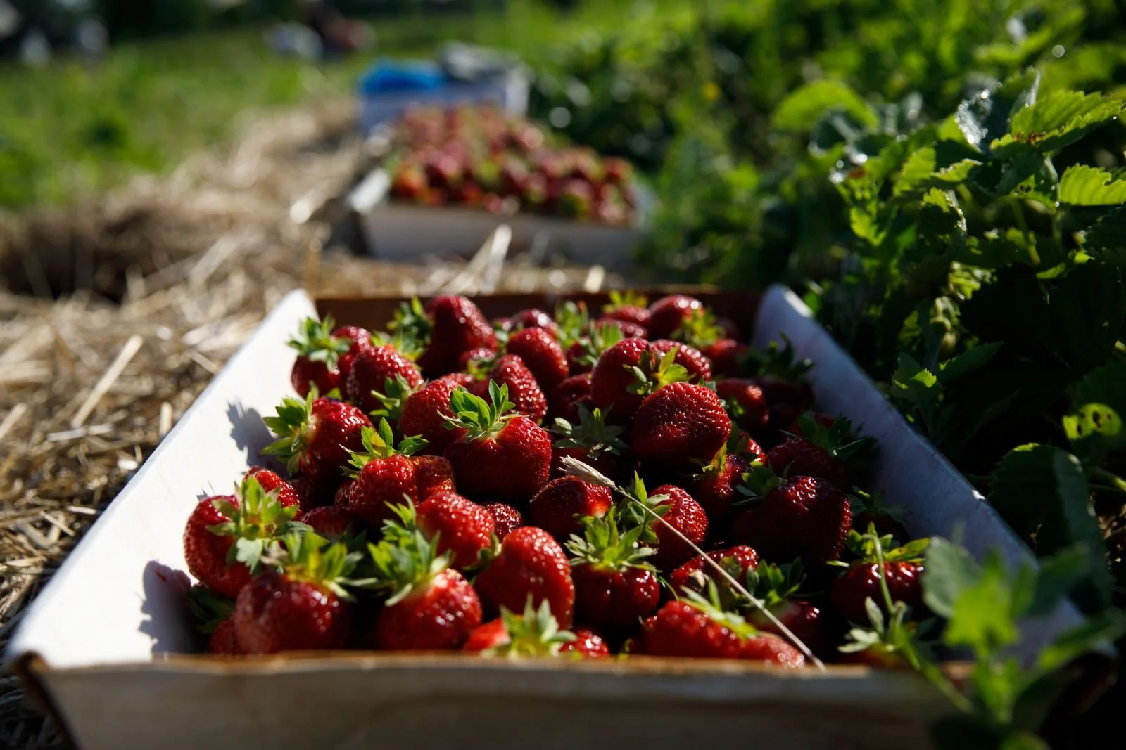 UPick Strawberry Update: Fields closed at 2pm 

Wednesday, June 24, 9:30am:
The enthusiastic early morning pickers did very well! Farmer Ben says there's fruit out there, but not to come from far if you're planning to pick a large quantity of berries