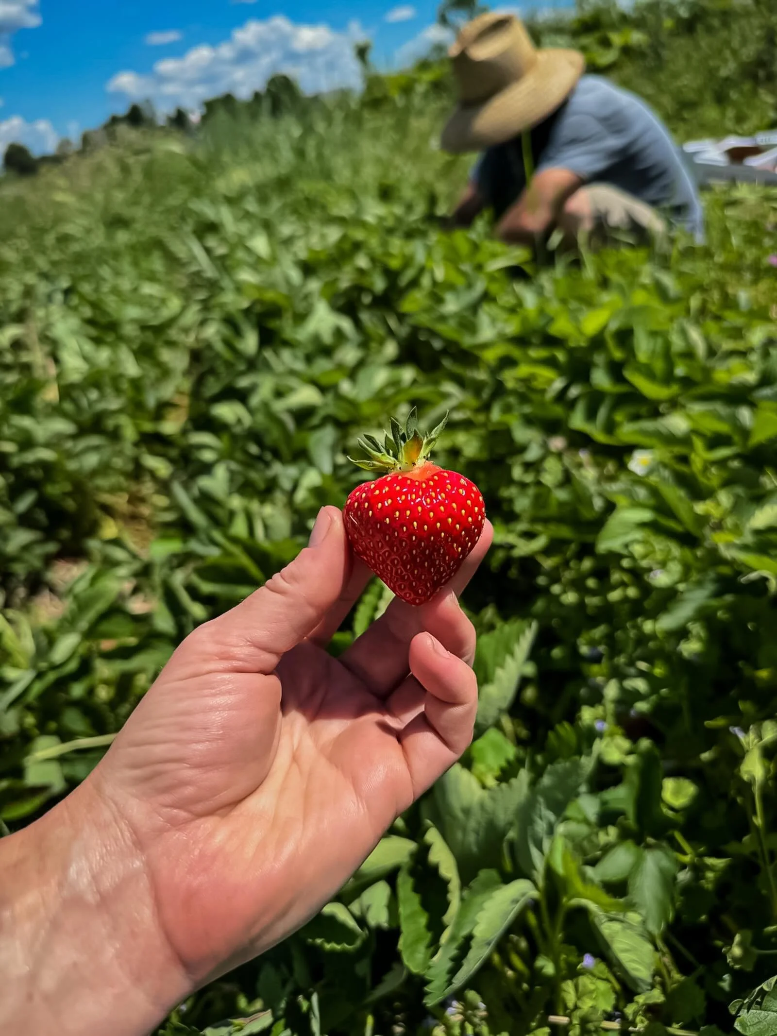 🍓 Organic Strawberry U-Pick Opens Wednesday, June 24! 🍓

The wait is over! Our organic strawberry U-Pick opens Wednesday, June 24, from 8:00 AM&ndash;2:00 PM (or until the berries are picked out).

📍 Important: This year&rsquo;s strawberry field i