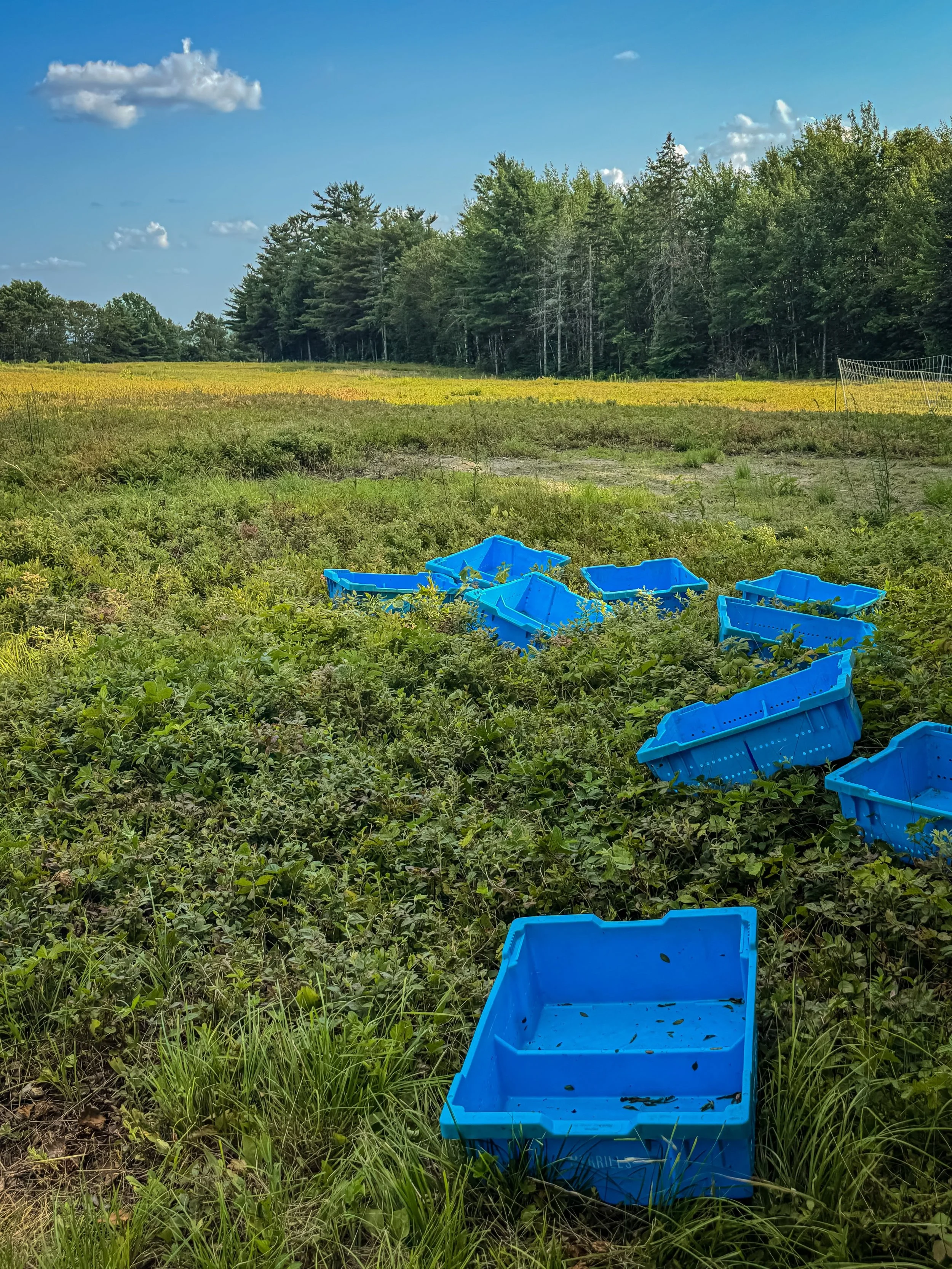 Organic, wild Maine blueberry pre-orders are live and filling fast! These berries are a favorite every year, and that perfect freezer fruit for a taste of summer all winter long. For information about the berries and to place an order, visit the orde