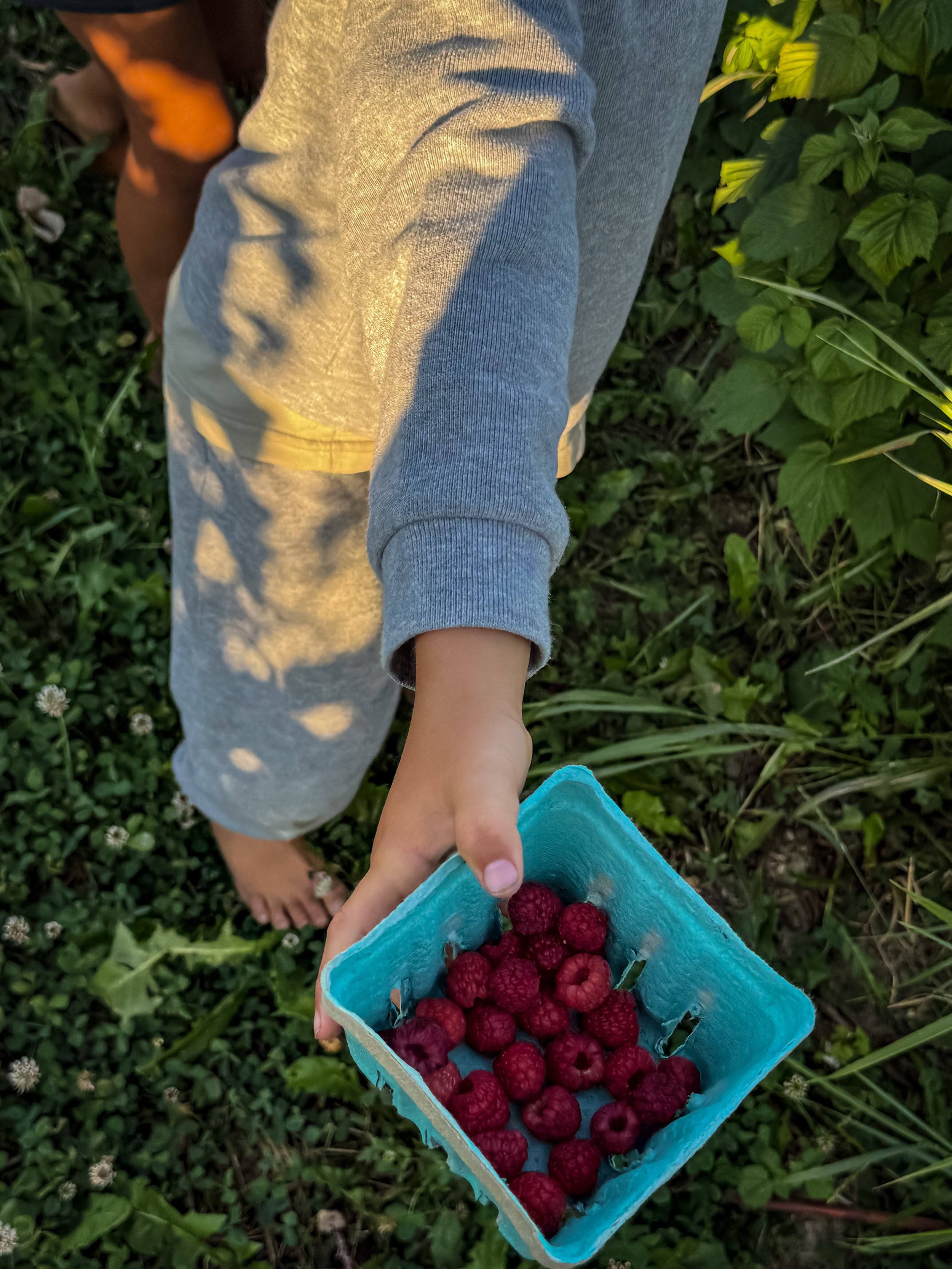 Open for U-Pick organic raspberries and strawberry field gleaning on Tuesday, July 21st, 8am until picked out!

Come enjoy our beautiful fields &mdash; the store is open 8am&ndash;6pm