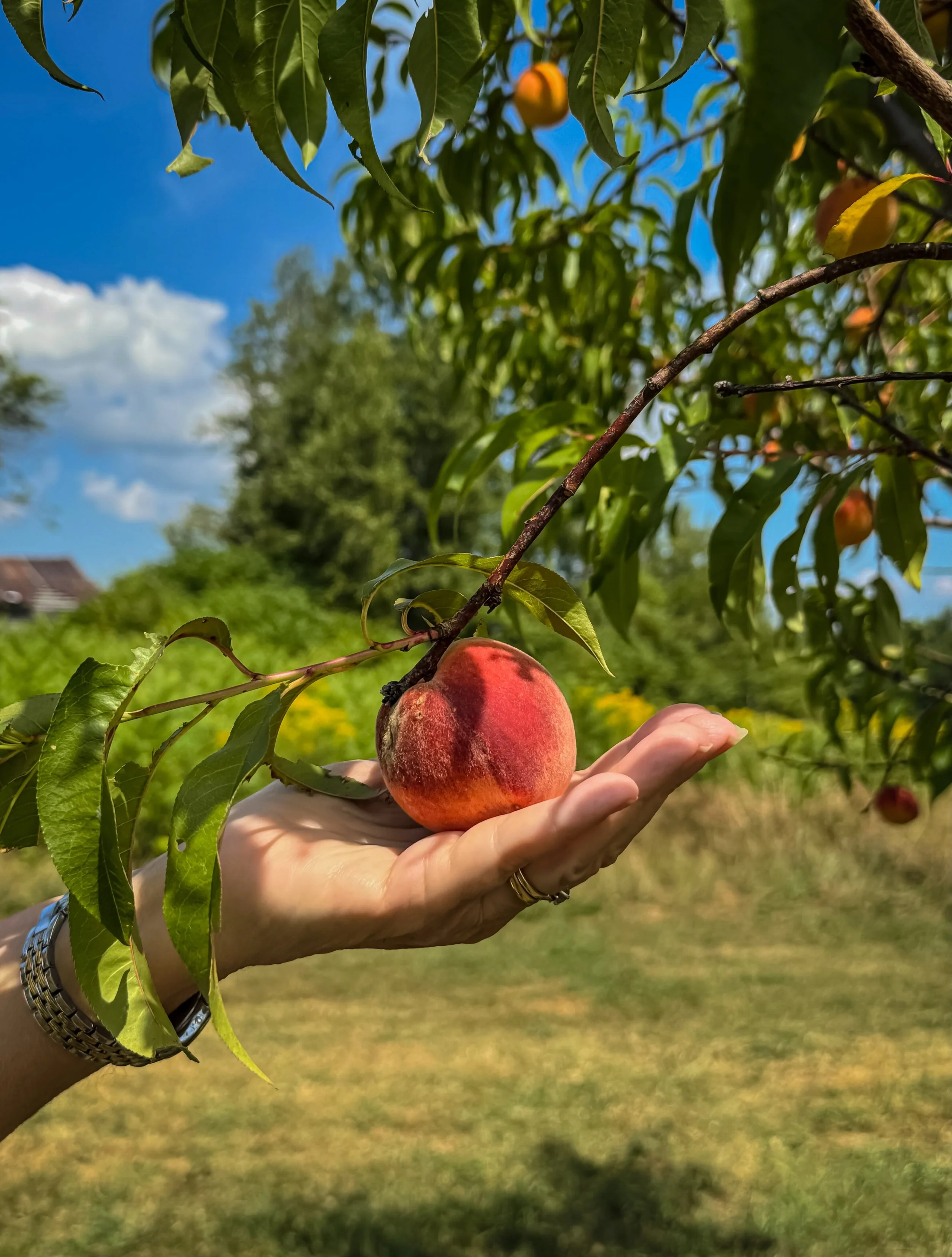 Maine peaches are here! come and get them