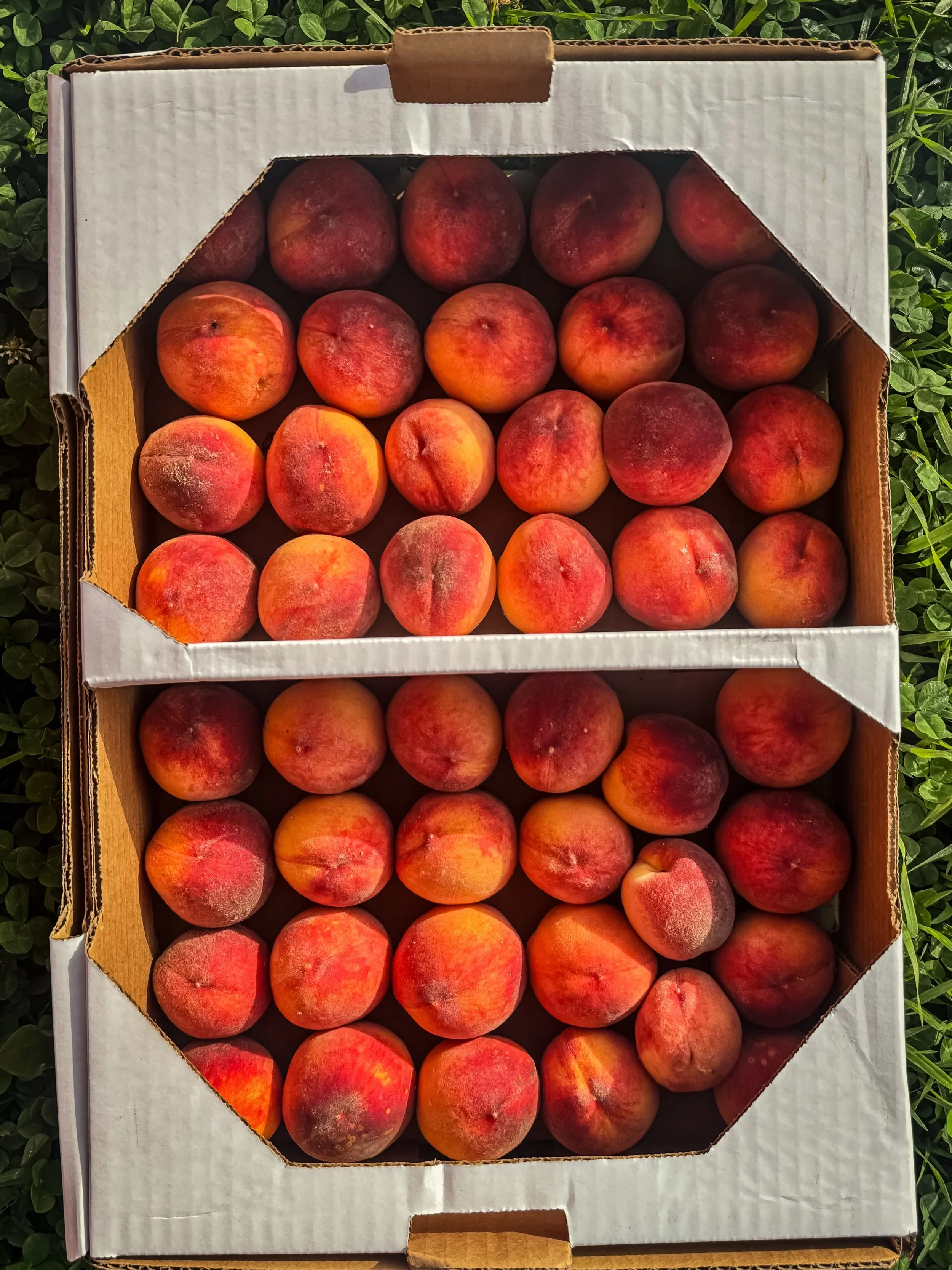 Maine peaches for sale! come get them!