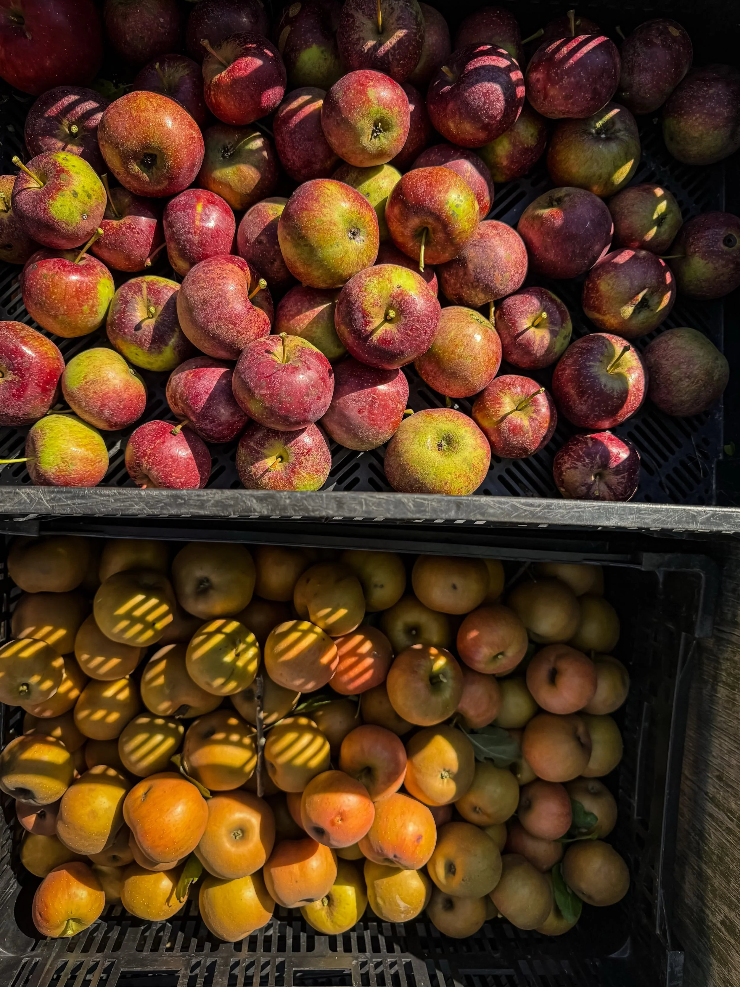 Organic table apples are hard to grow &mdash; we&rsquo;ve tried and failed more times than we&rsquo;ve won. We bought this farm in 2020 after renting it for 10 years.

The trees we harvested today were planted 22 years ago by Austin Moore, who also p