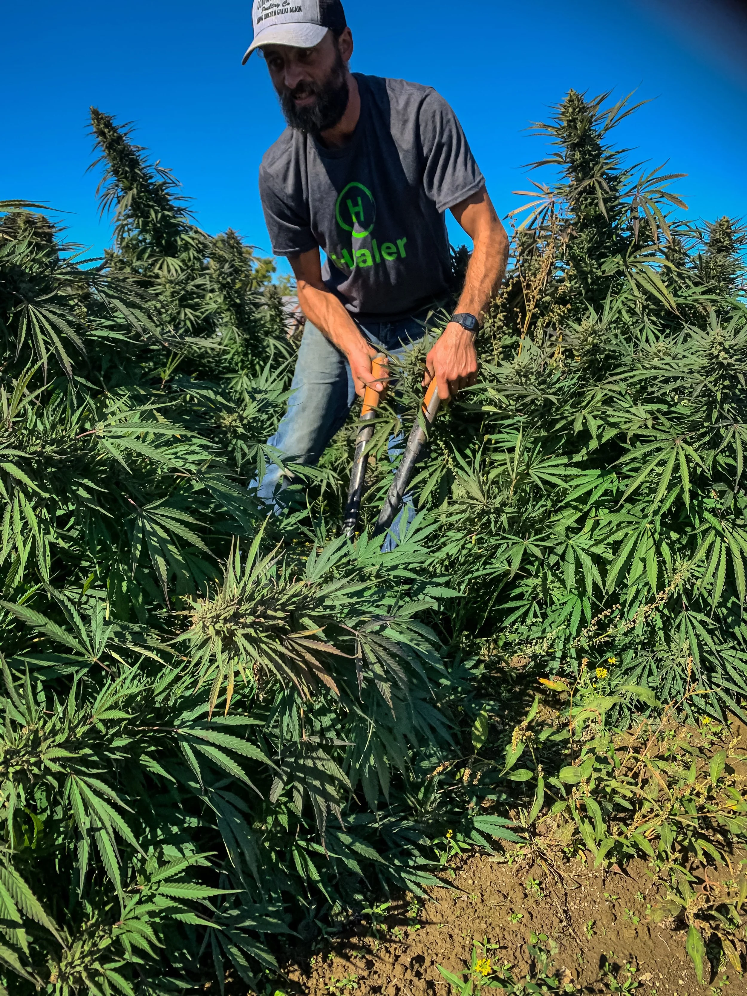 You Pick Hemp is on!
We&rsquo;re open tomorrow, Wednesday, September 30, through this Sunday, October 4, from 2 to 5 PM. Come out to the farm and follow the signs to You Pick Hemp.

This is our 8th season of You Pick Hemp. We offer plants the size of