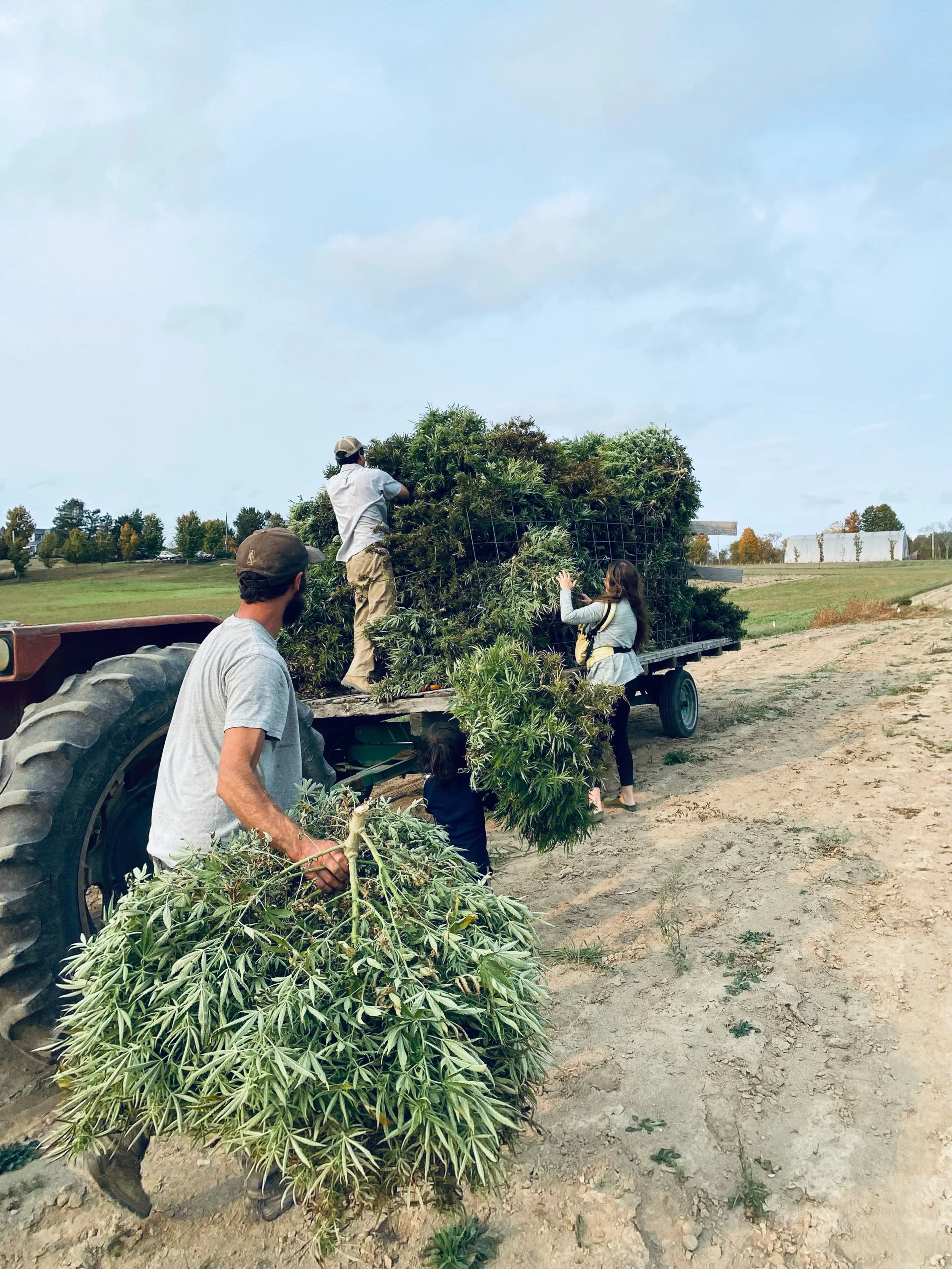 upick hemp sold out today! Thank you to everyone who came out. We are taking pre-orders for hemp CBD biomass. email or direct message us. ($40 per pound)