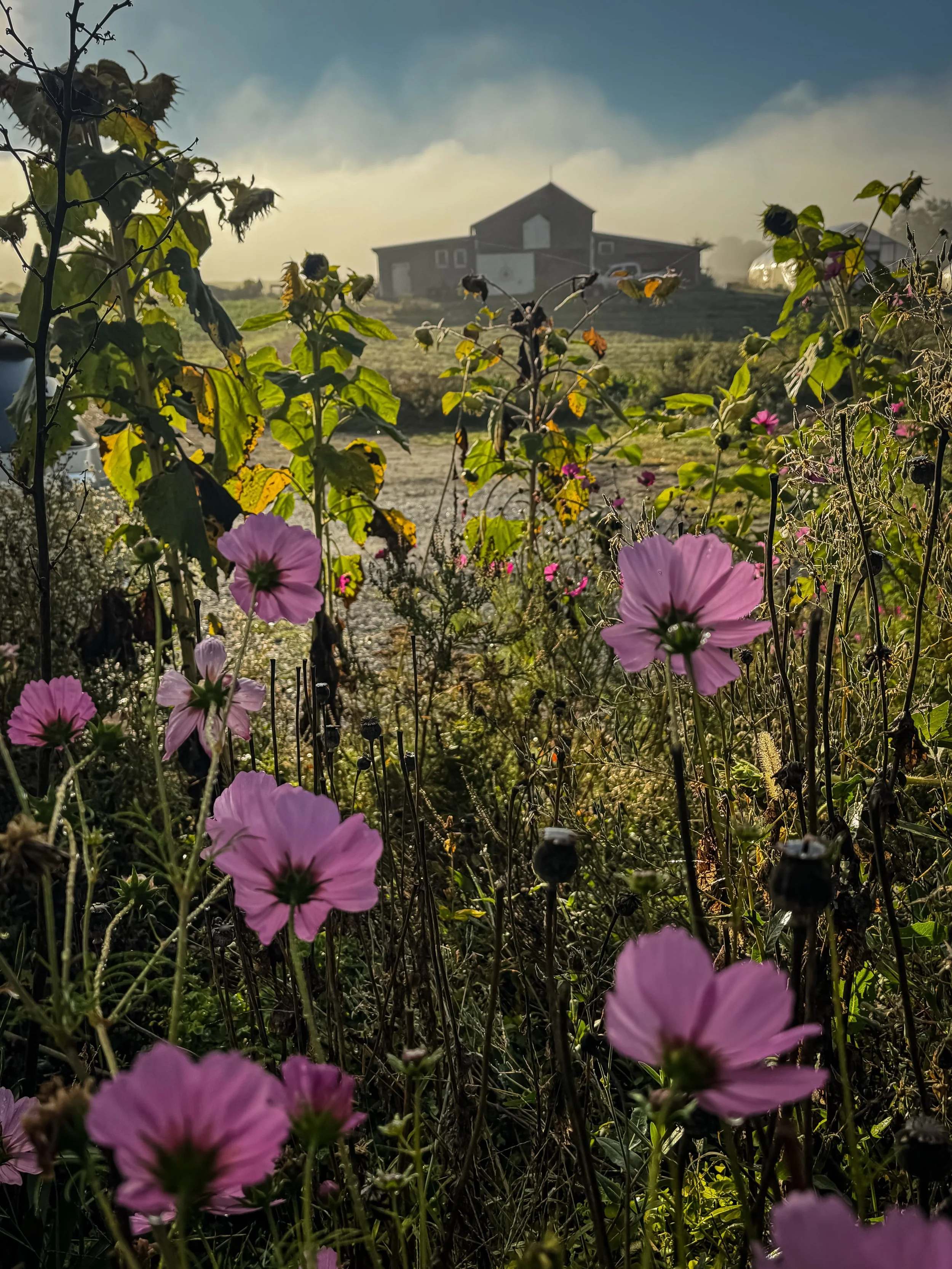 To our team at Sheepscot General: thank you.
Keeping a rural Maine business open year round for over 15 years is no small thing. It happens because you show up early, stay late, bake the bread, stock the shelves, plant the spinach, and take care of t