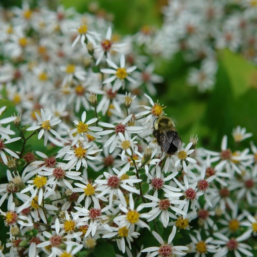 Eurybia divaricata - Eastern Star.jpg