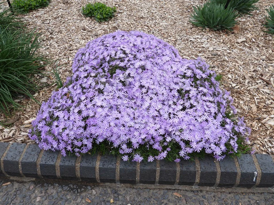Phlox subulata 'Lavender' ~ Moss Phlox 'Lavender' Cultivar / Medium
