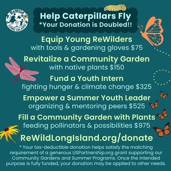 Help Caterpillars Fly: your donation is doubled to ReWild Long Island