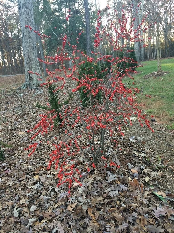 Ilex verticillata (female) ~ Winterberry / Large