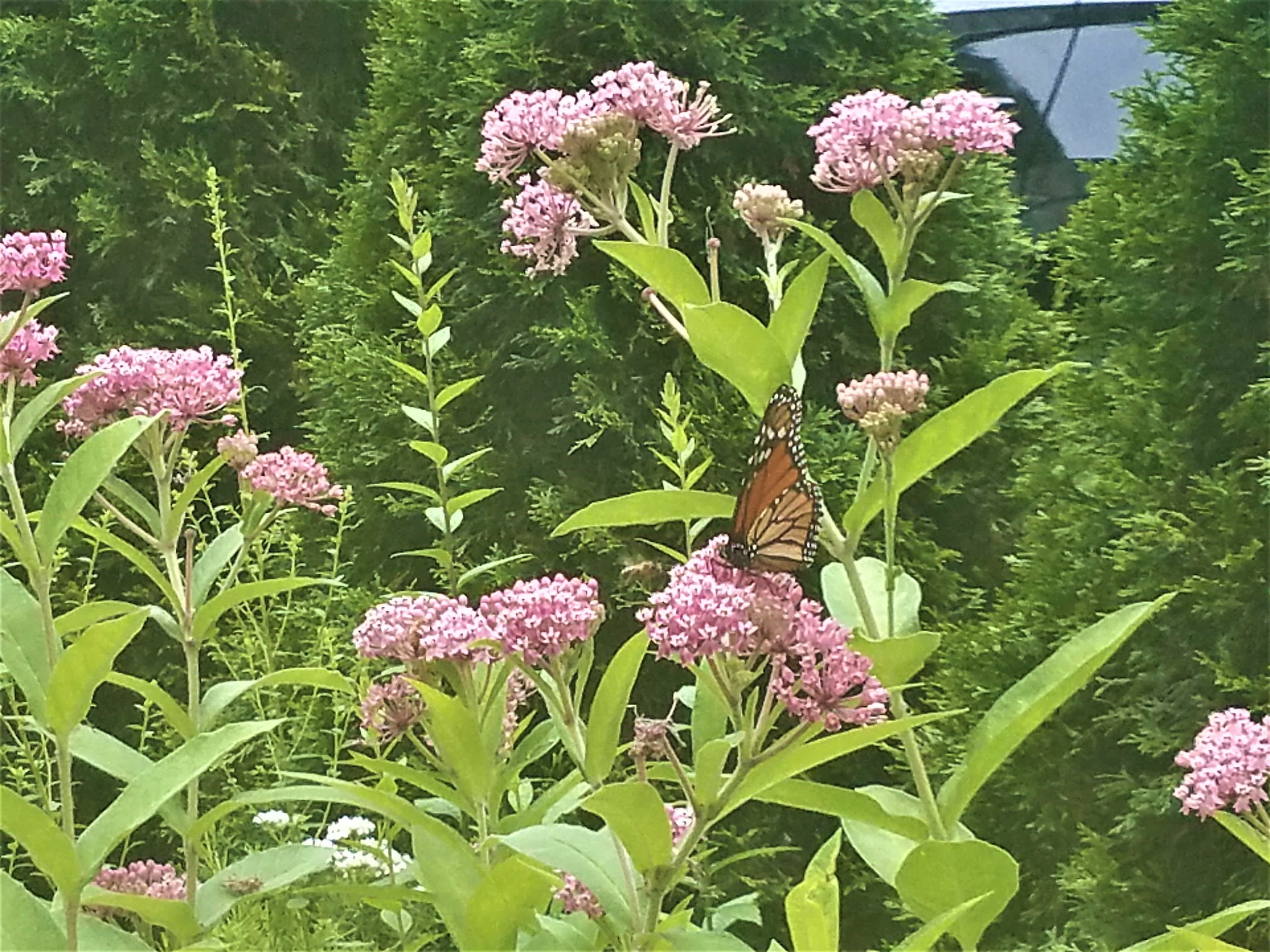 20170727_Monarch on Milkweed.jpg