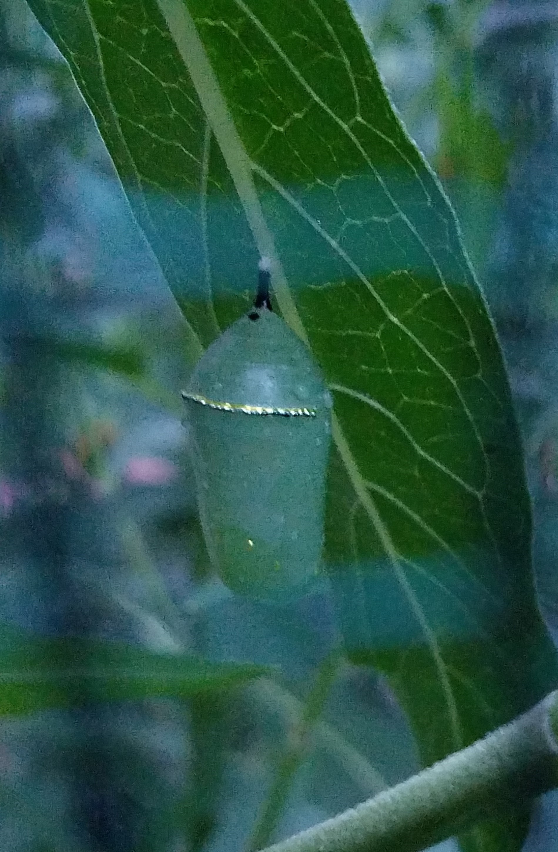 20180803_ChrysalisOnMilkweed.jpg