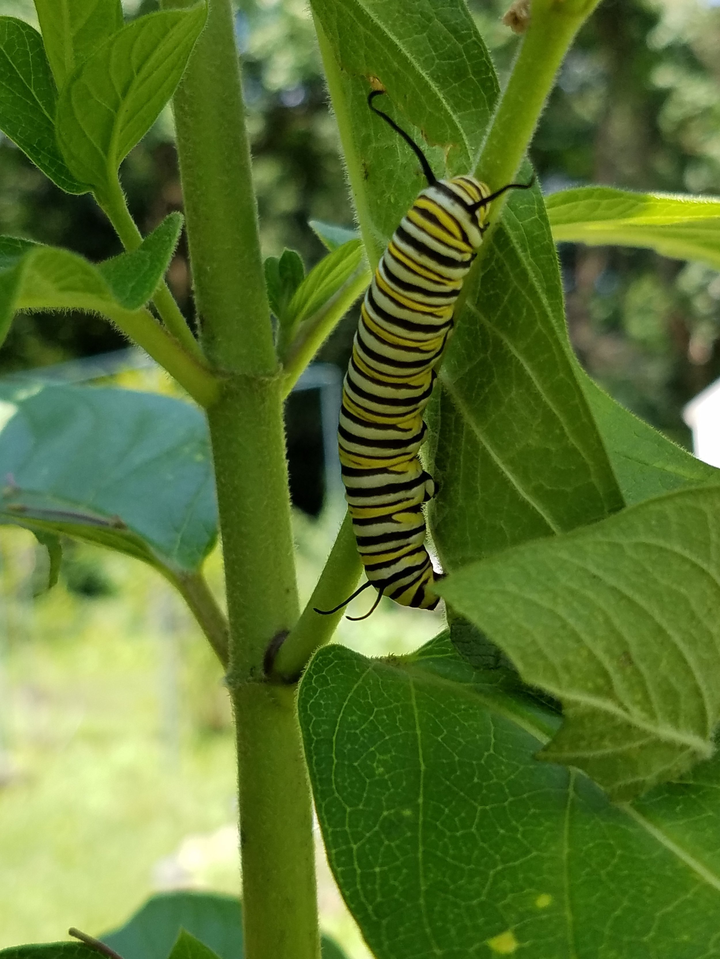 20180809_Monarch Caterpillar on Milkweed.jpg