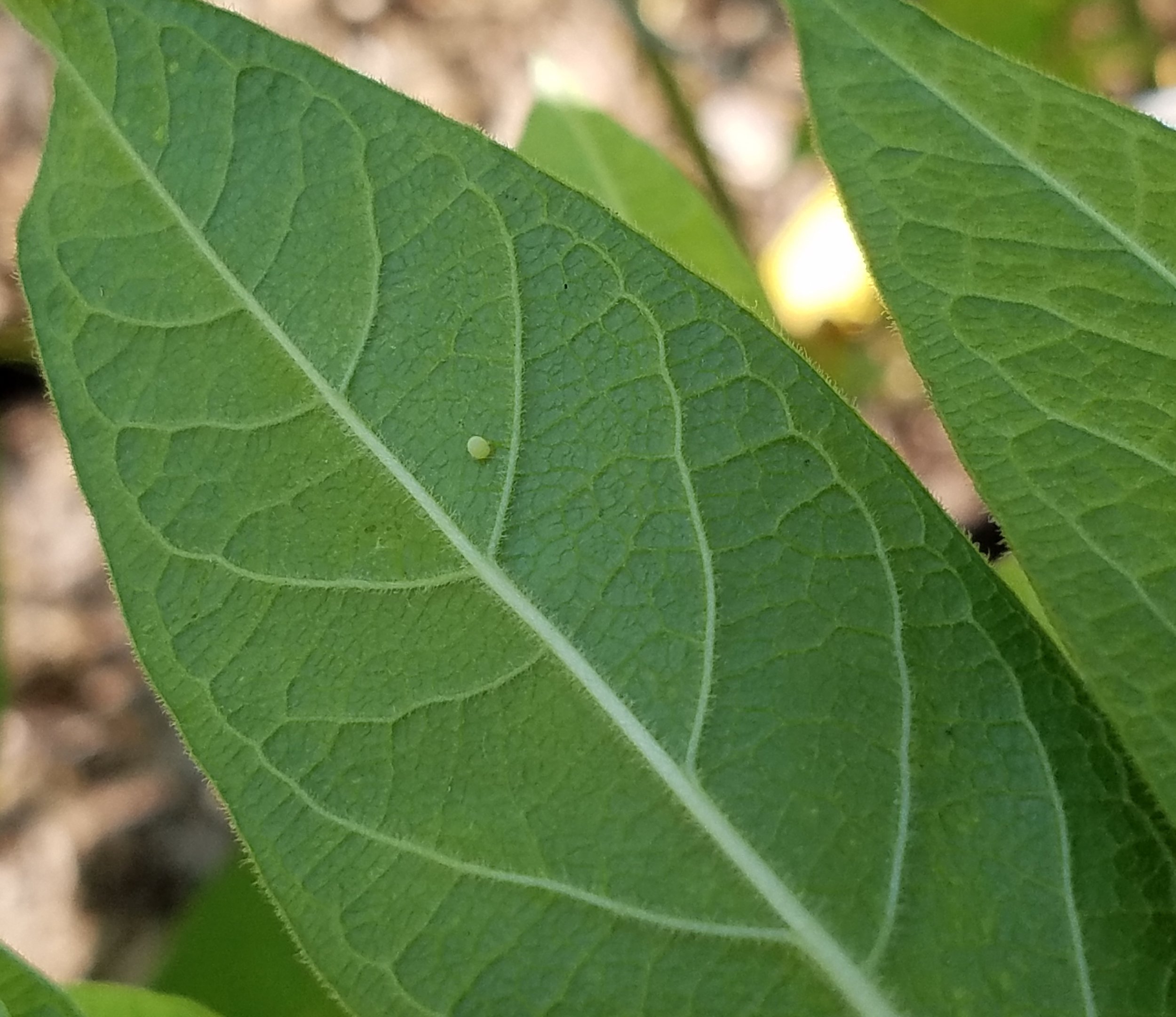 20180809_Monarch Egg on Milkweed Leaf.jpg